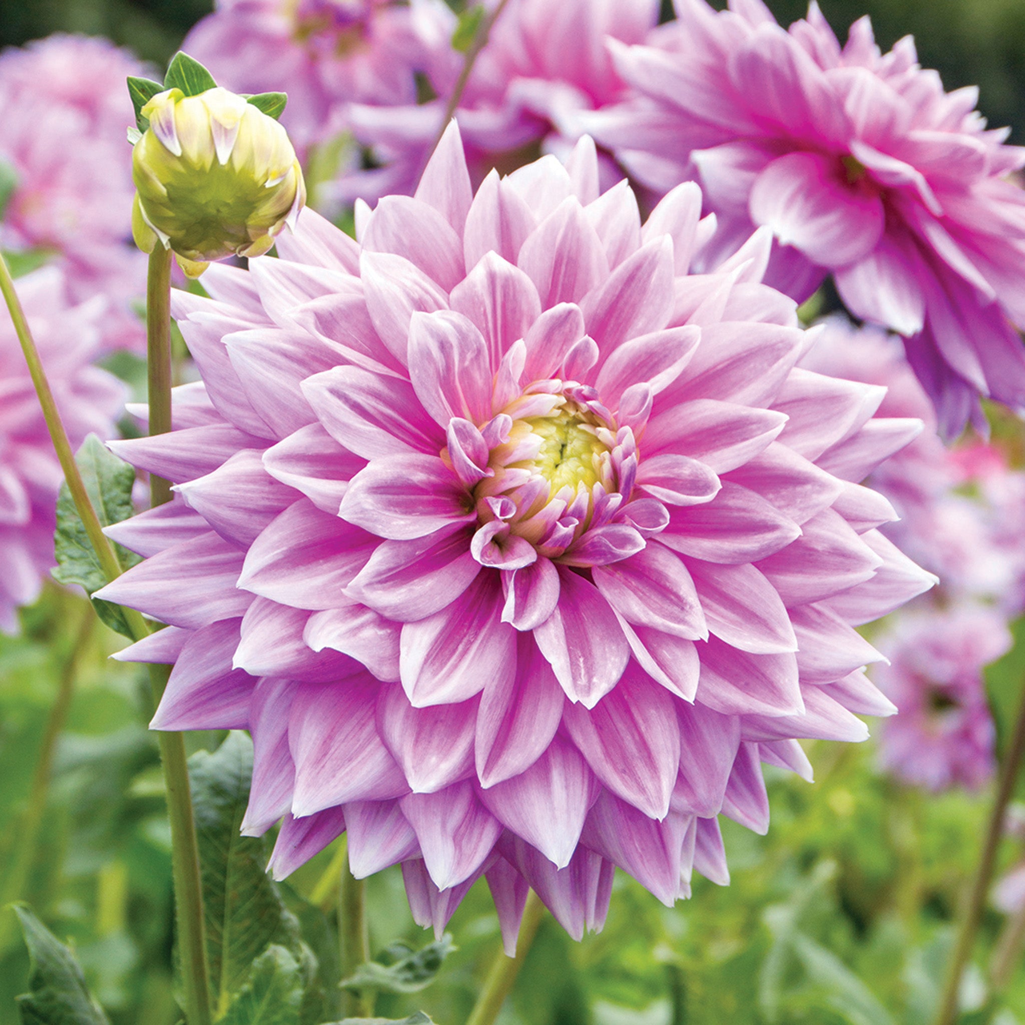 Dahlia, Ferncliff Inspiration