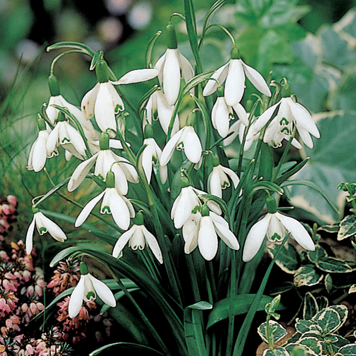 Snowdrops, 10 Pack