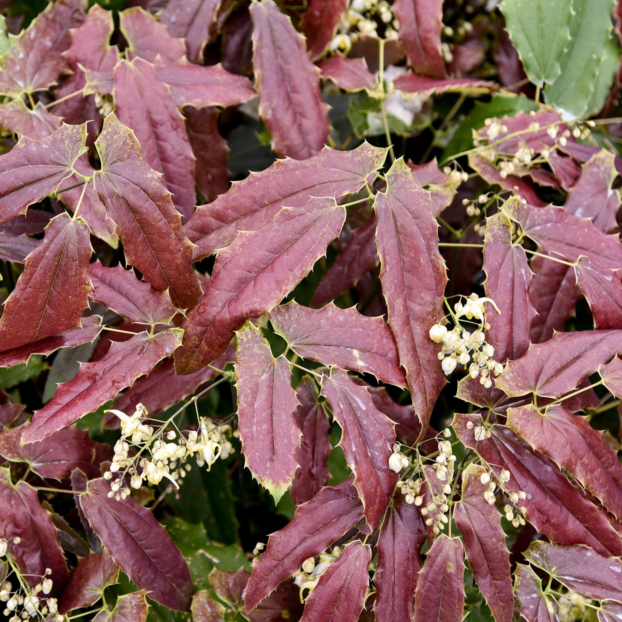 Epimedium, Sandy Claws