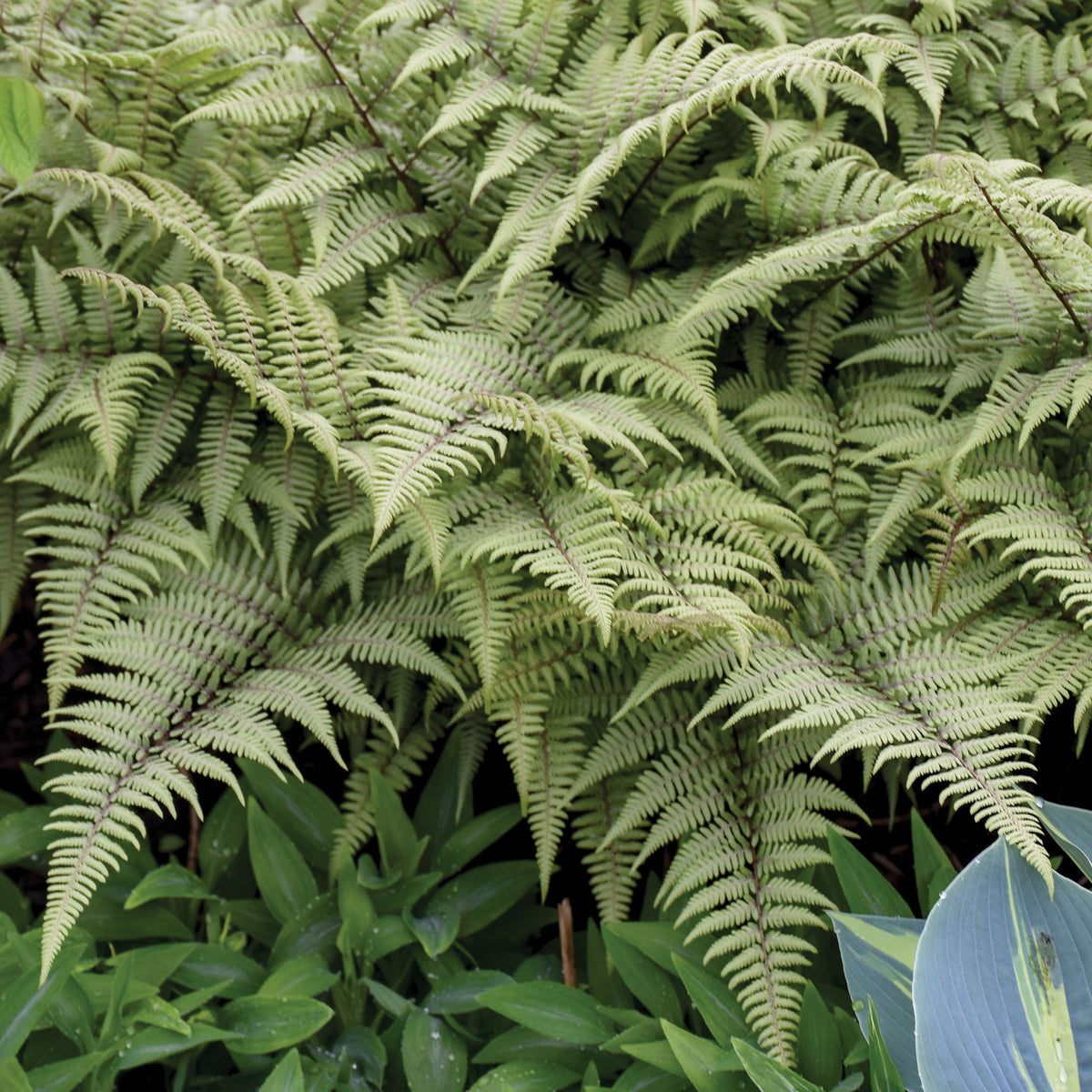 Fern, Ghost
