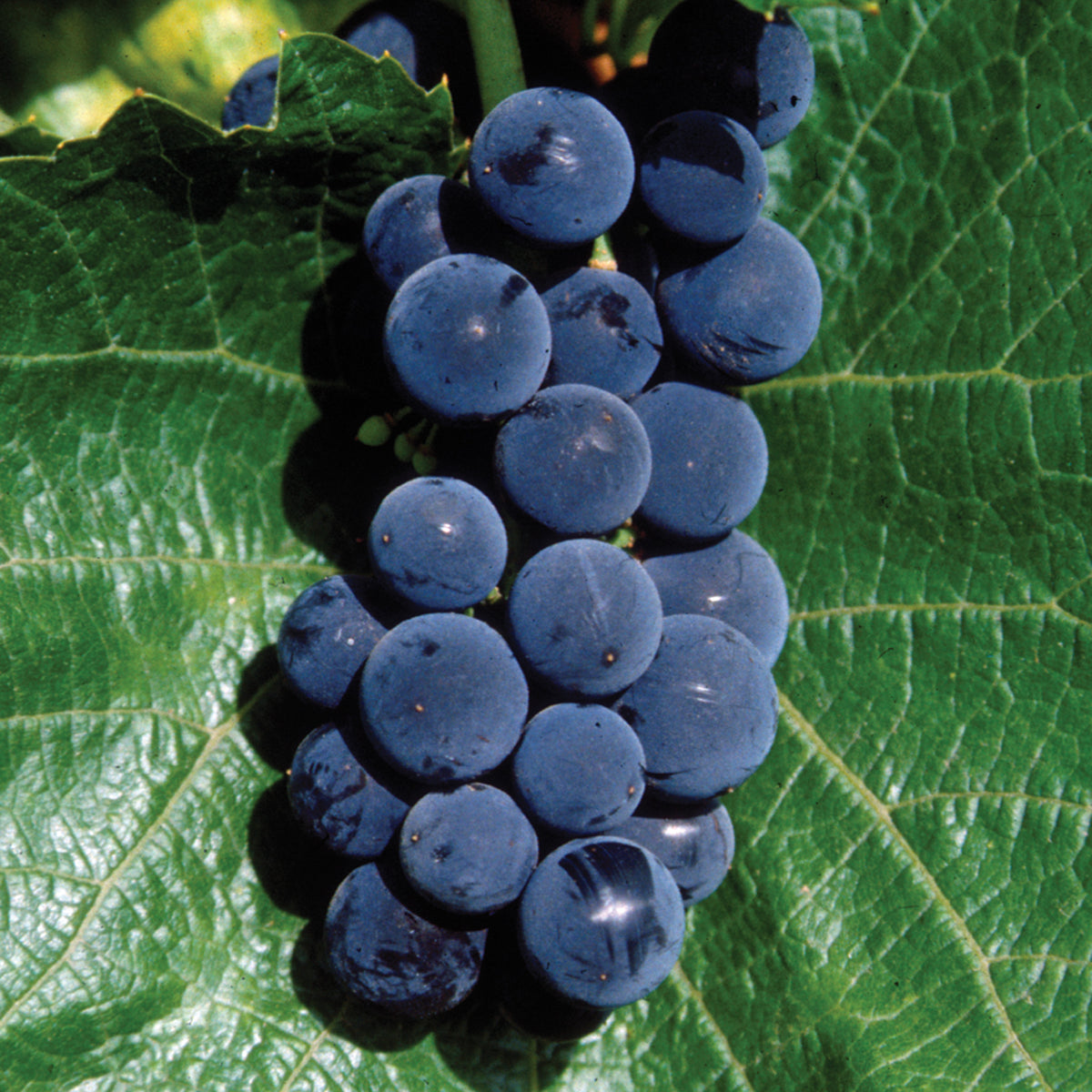 Grape, St. Croix