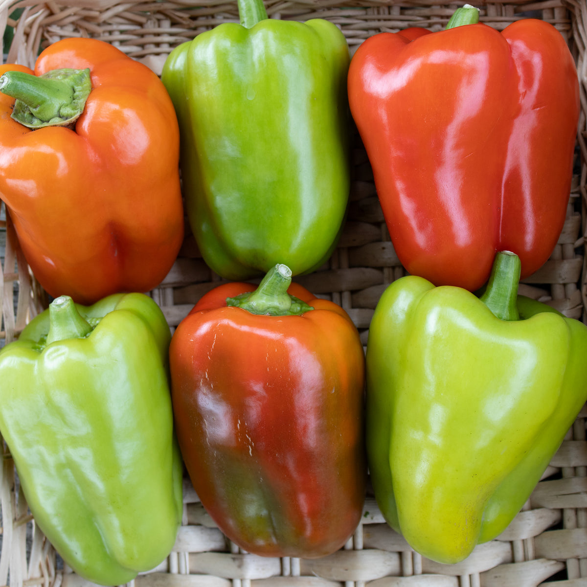 Pepper, Sweet, Chablis Hybrid