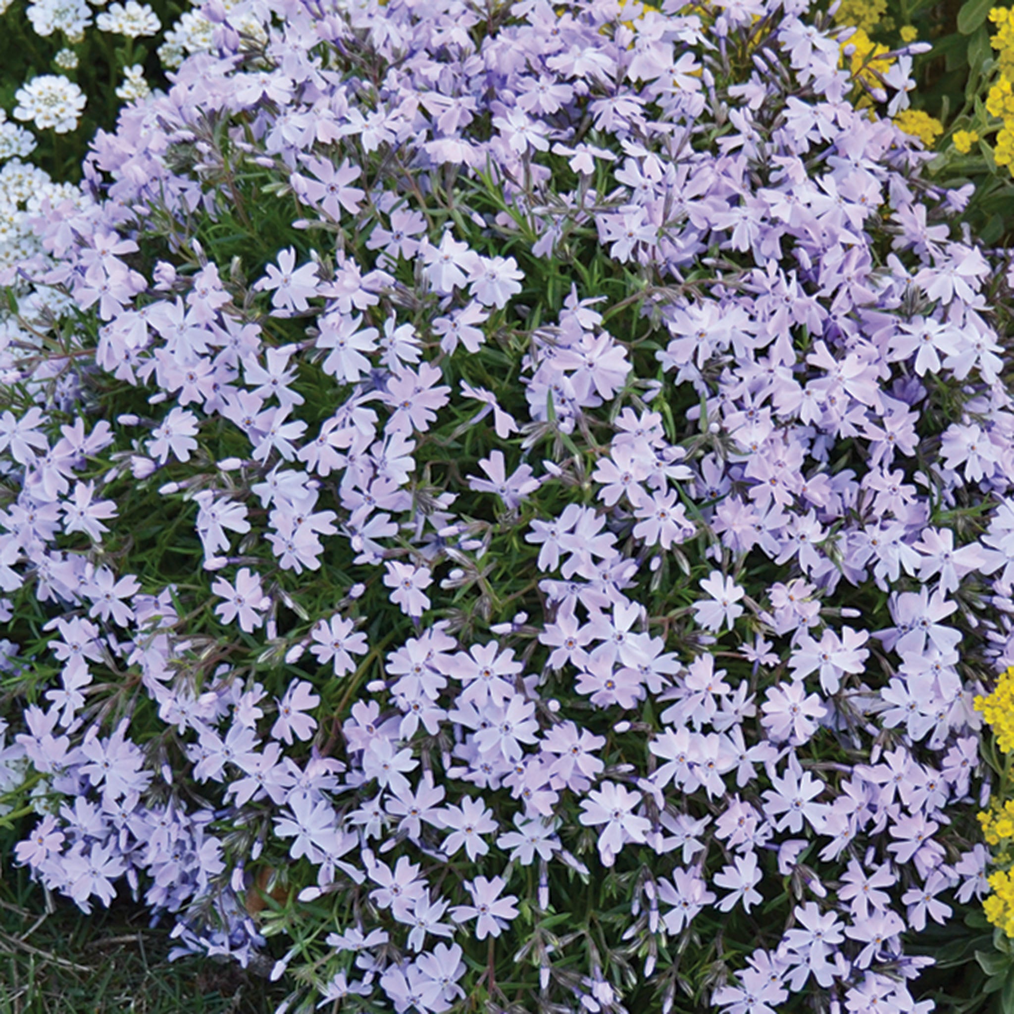 Phlox, Creeping, Blue