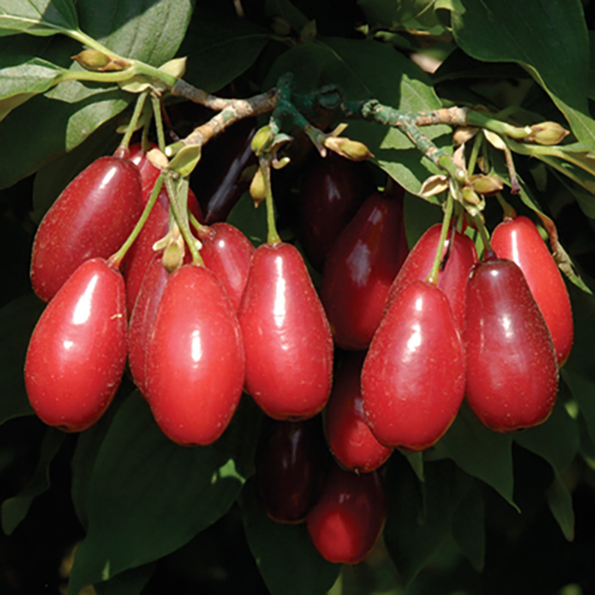 Cornelian Cherry, Red Star