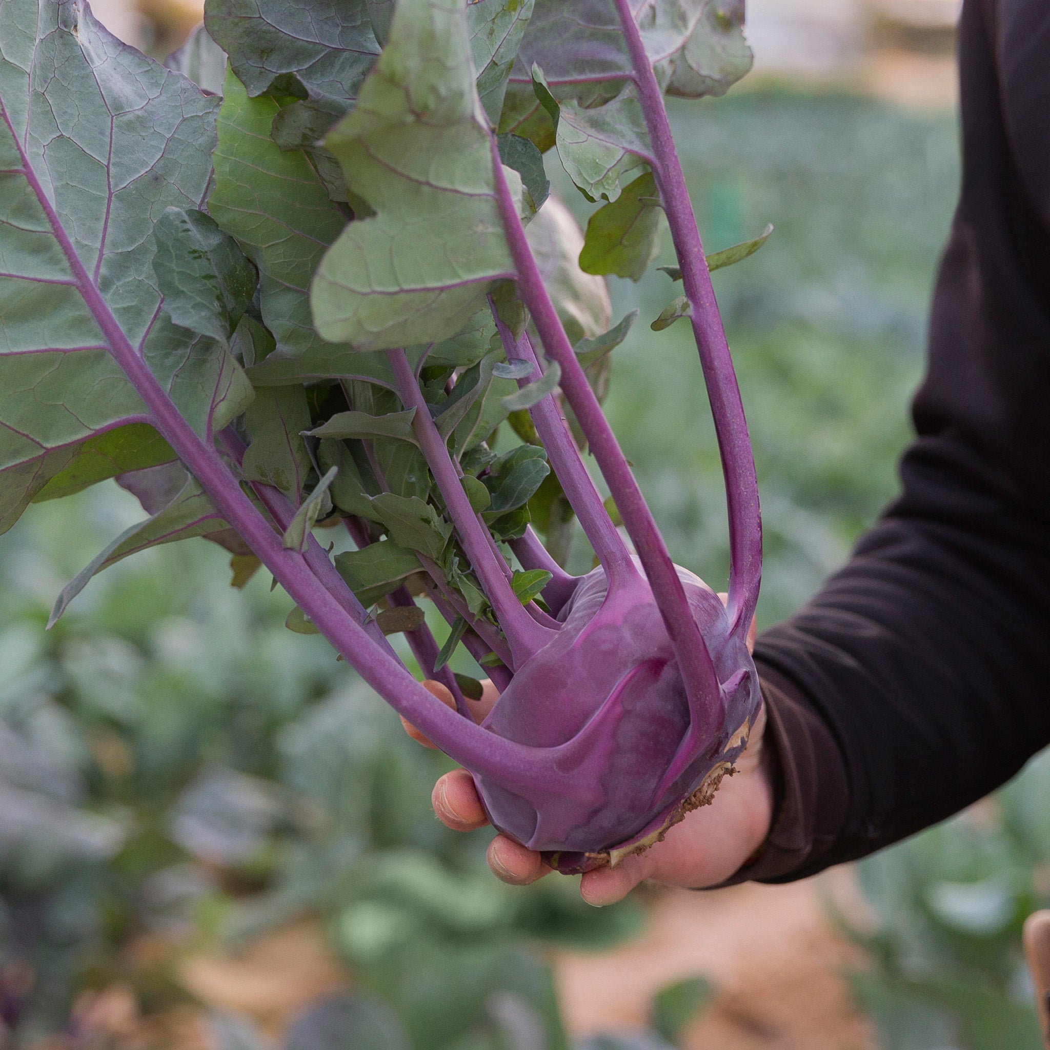Kohlrabi, Konstance Hybrid