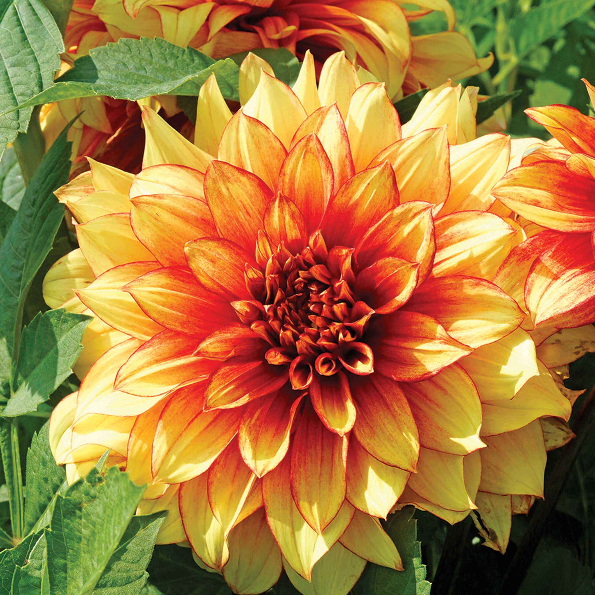 Dahlia, Dazzling Magic