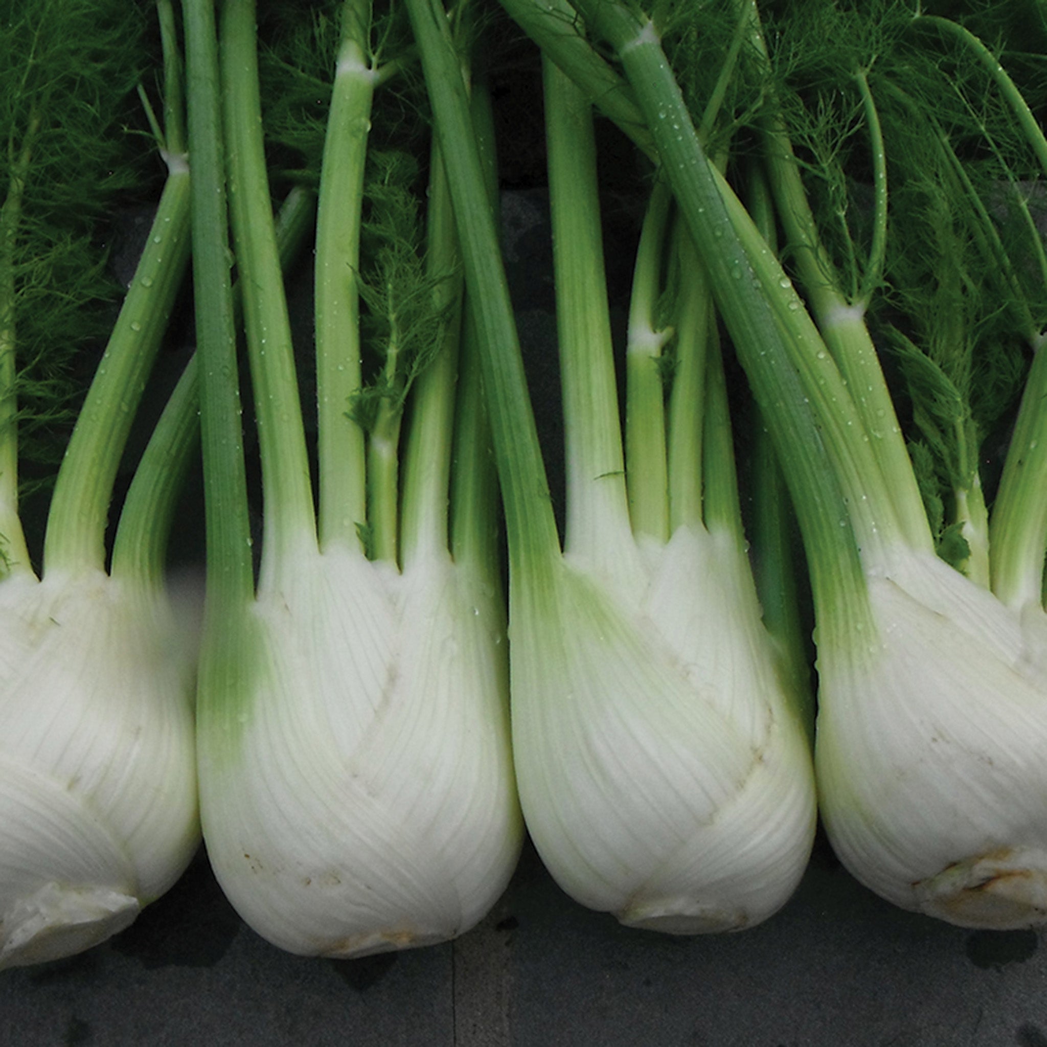 Fennel, Antares Hybrid