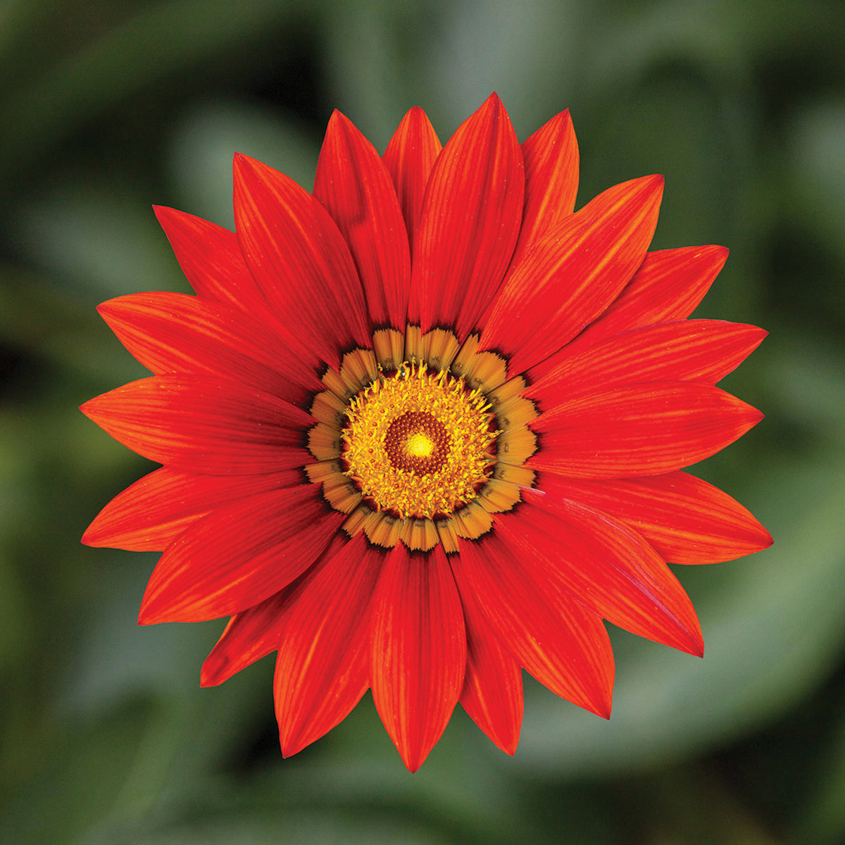 Gazania, Kiss™ Red Hybrid