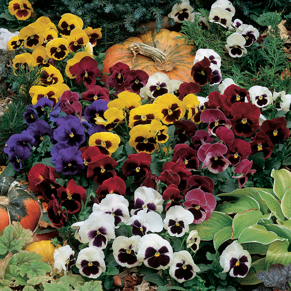 Pansy, Colossus™ Mix Hybrid