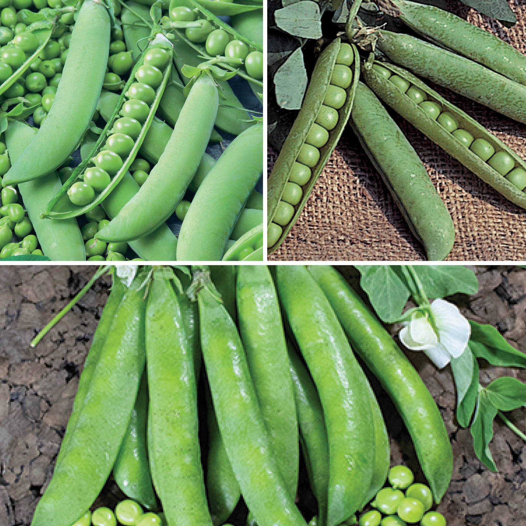 Pea, Garden Offer