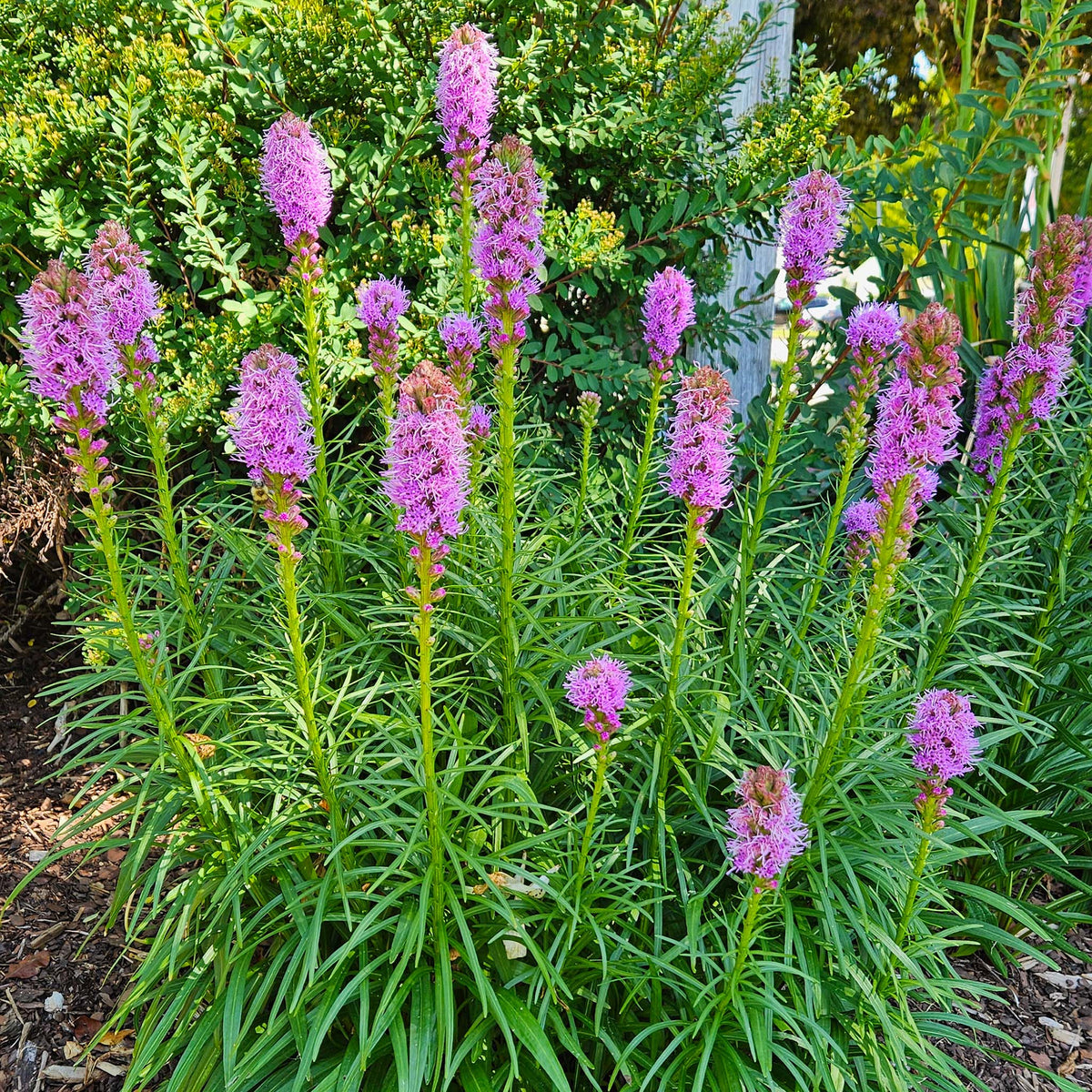 Liatris, Purple