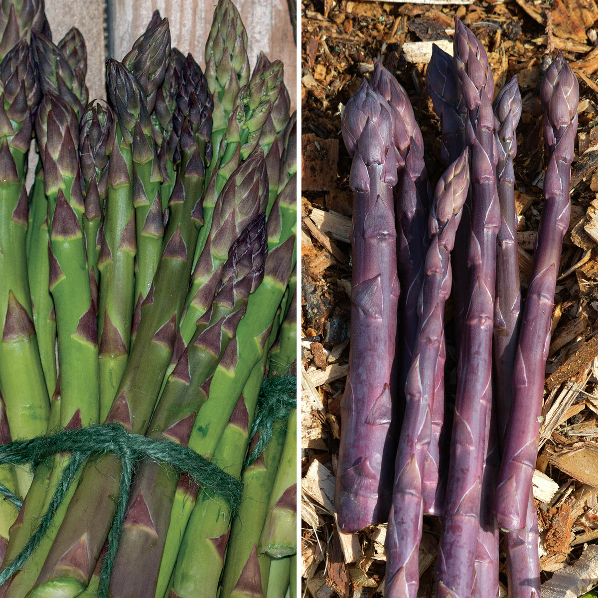 Asparagus Offer #1