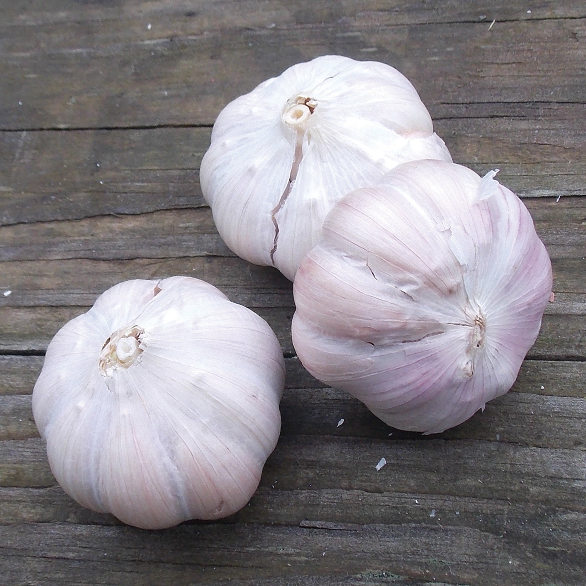 Garlic, Spanish Roja, 1/2 Lb