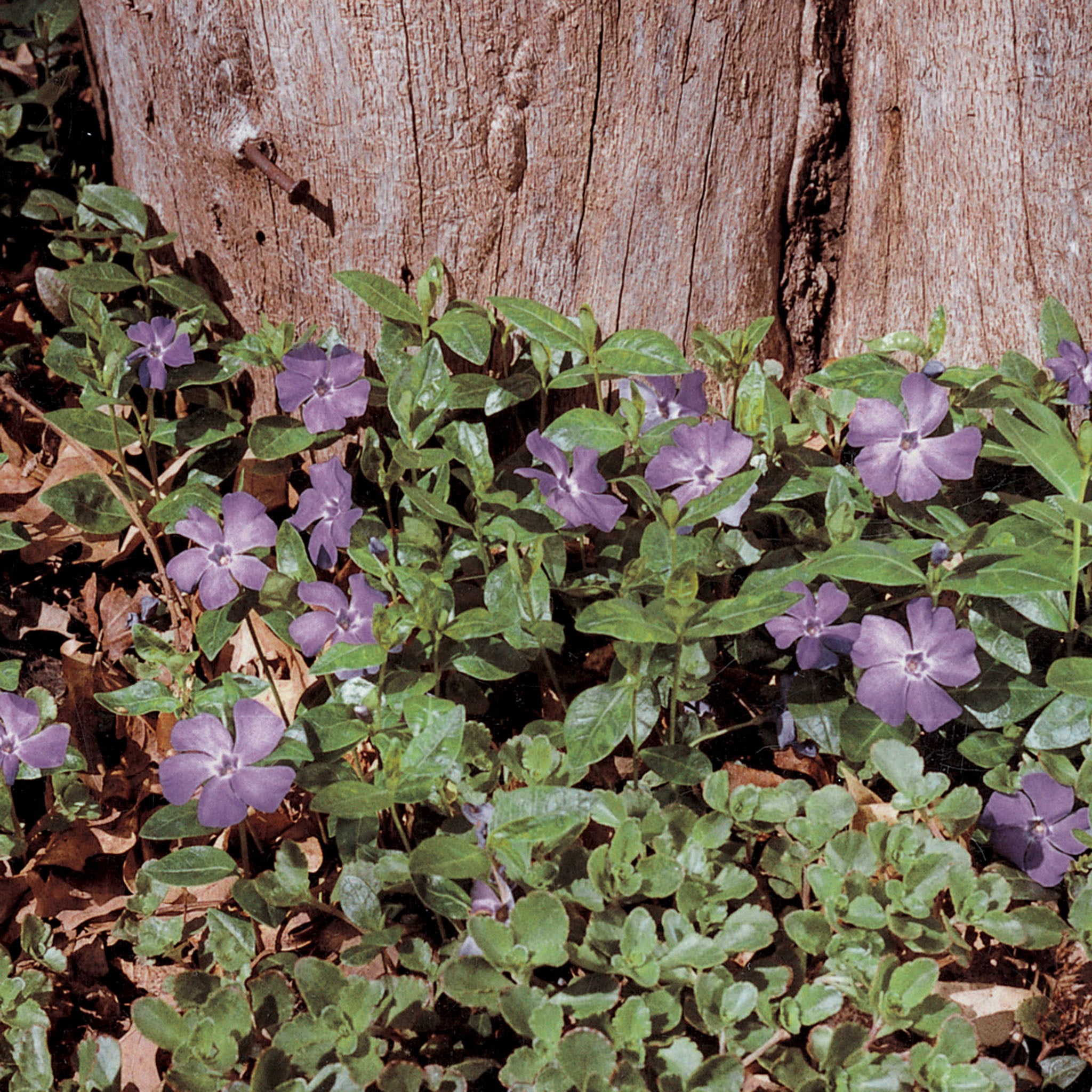 Vinca, Bowles