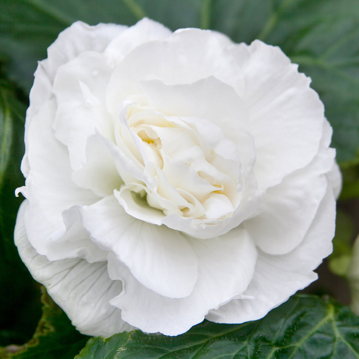 Begonia, Double White