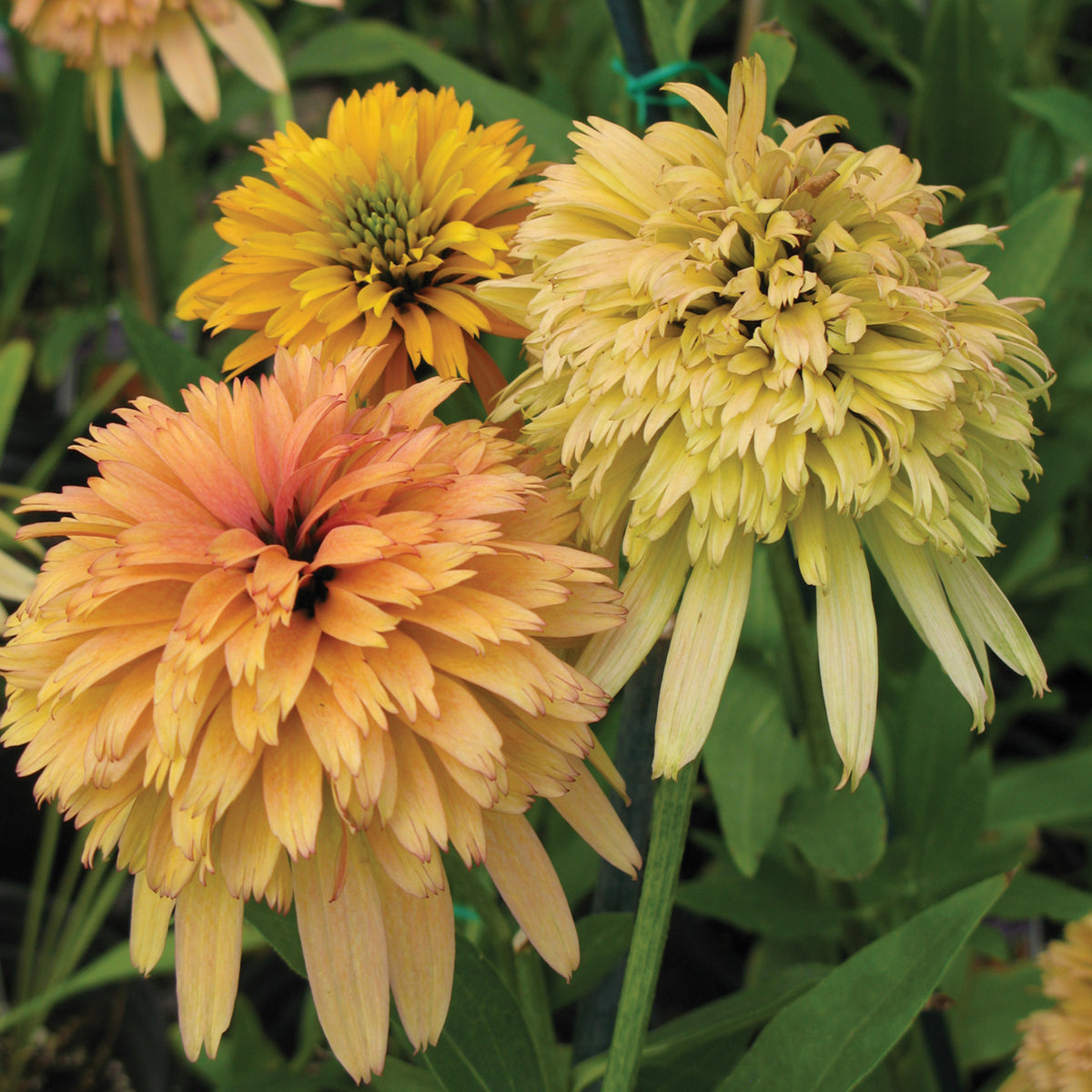 Echinacea, Cone-Fections™ Marmalade