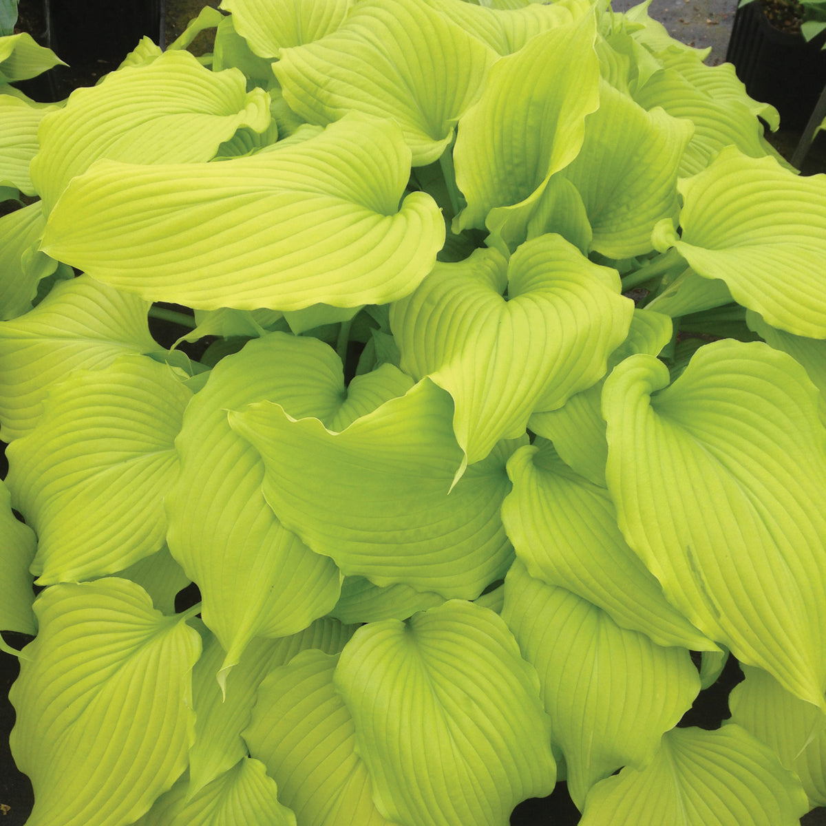 Hosta, Dancing Queen