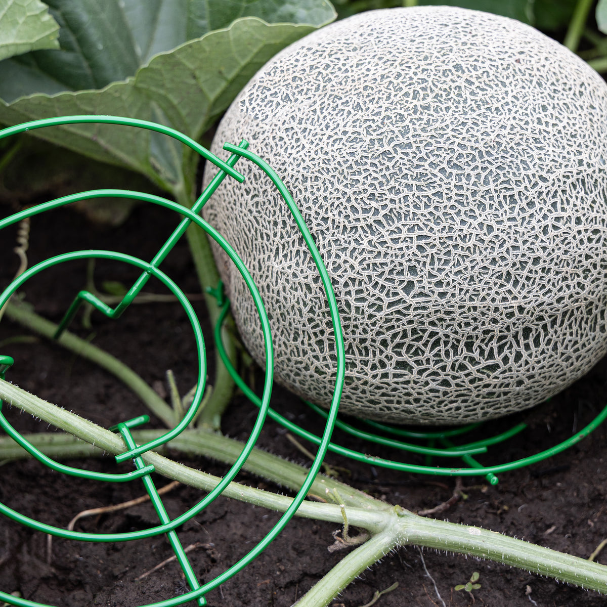 Melon Cradle, Green, 6 Pack