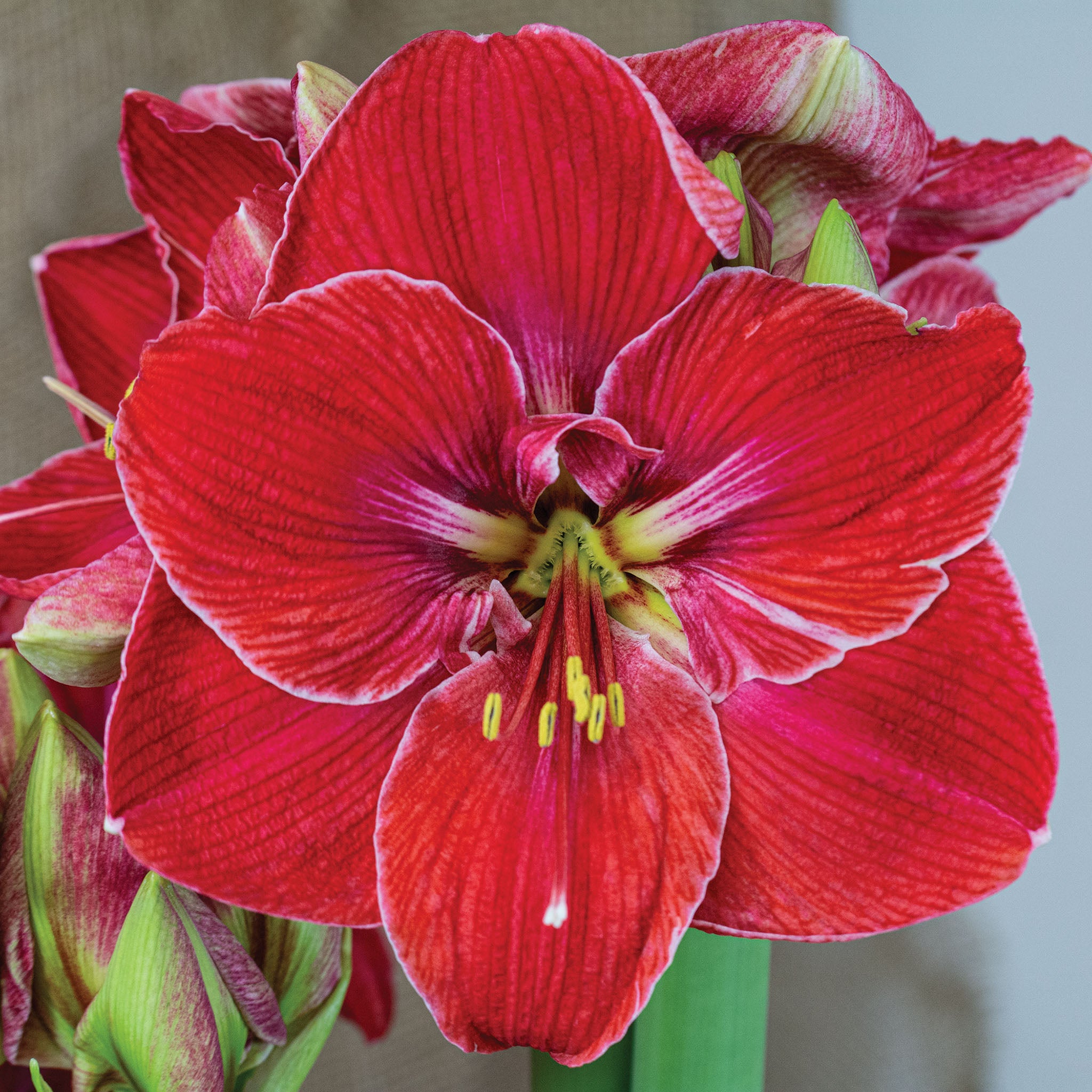 Amaryllis, Magic Touch
