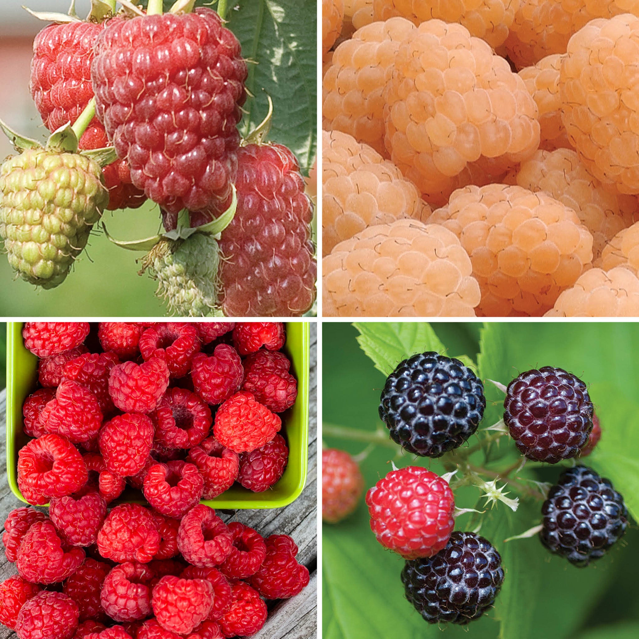 Raspberry Offer #1