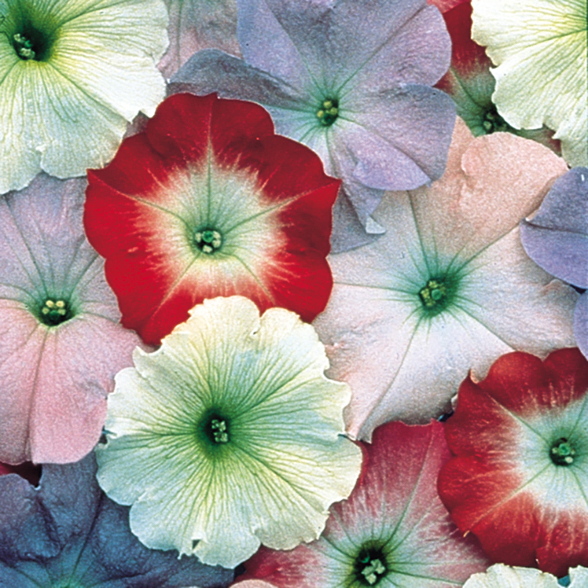 Petunia, Celebrity Watercolors Mix Hybrid