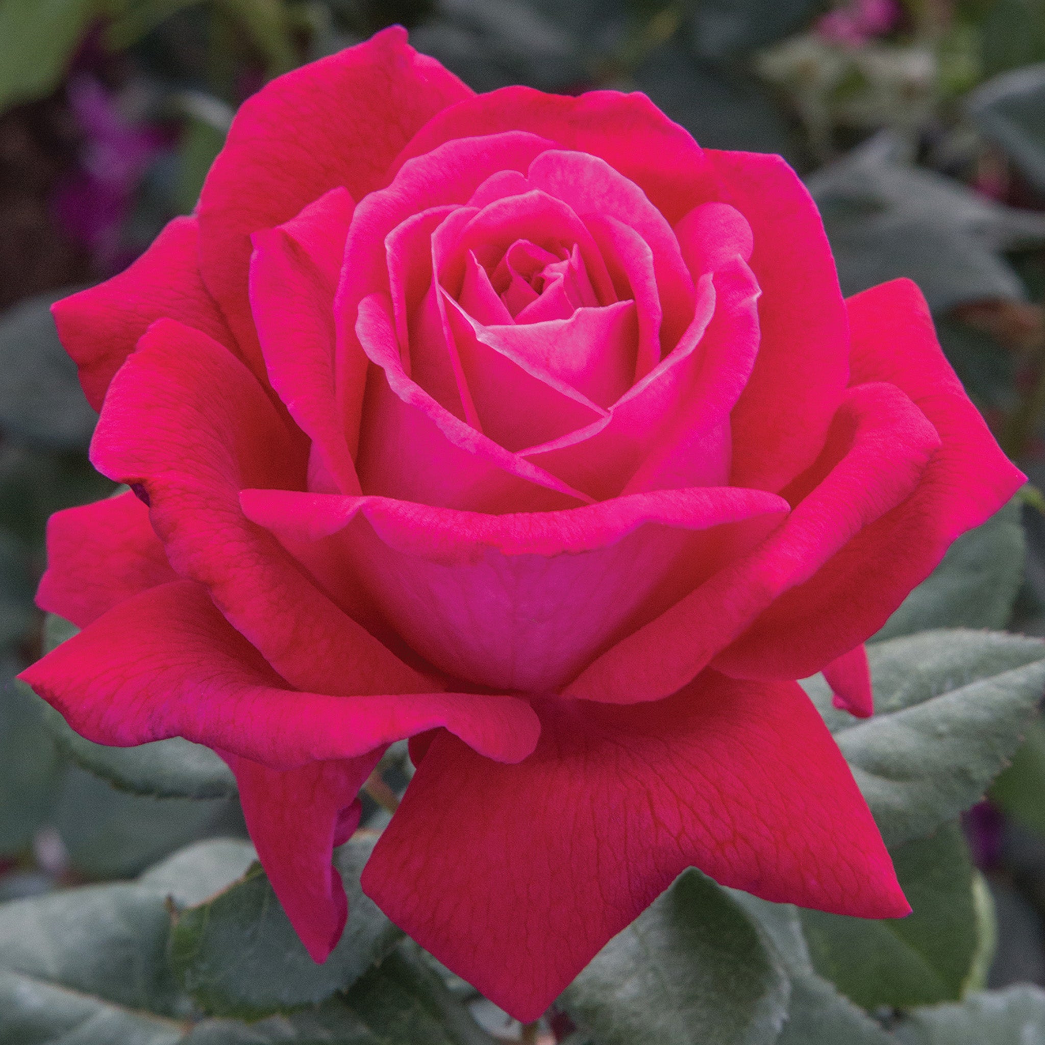 Rose, Grandiflora, Sweet Spirit™