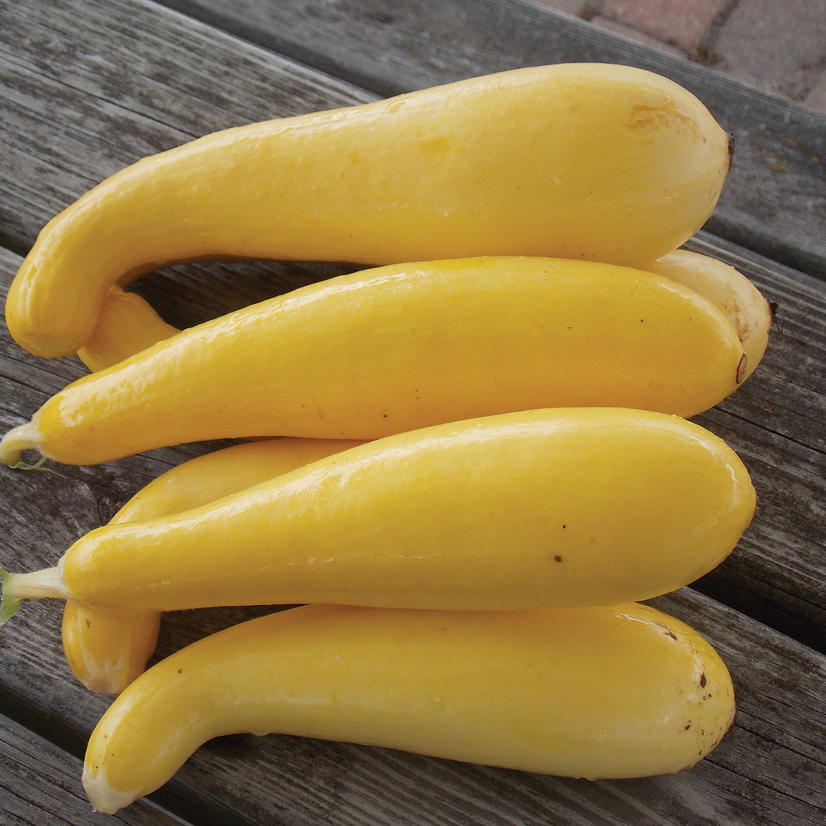Squash, Summer, Superpik Hybrid
