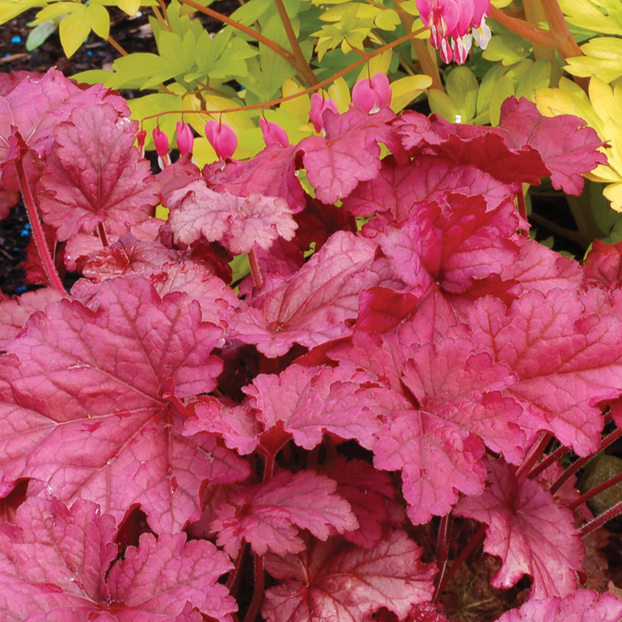 Heuchera, Berry Smoothie