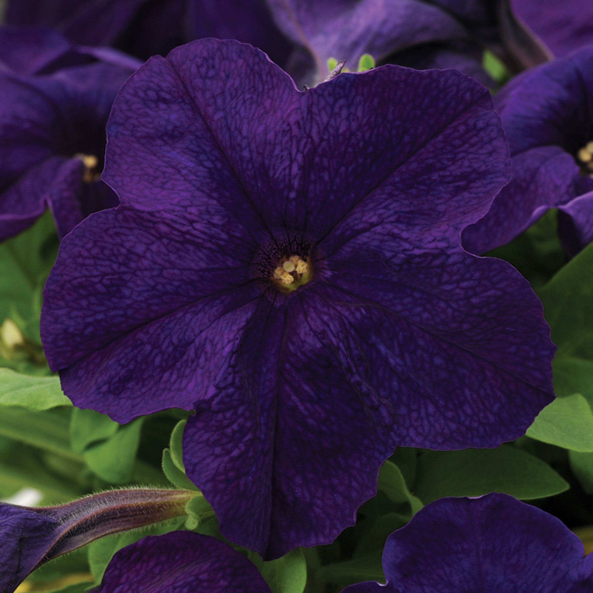 Petunia, EZ Rider® Blue Hybrid