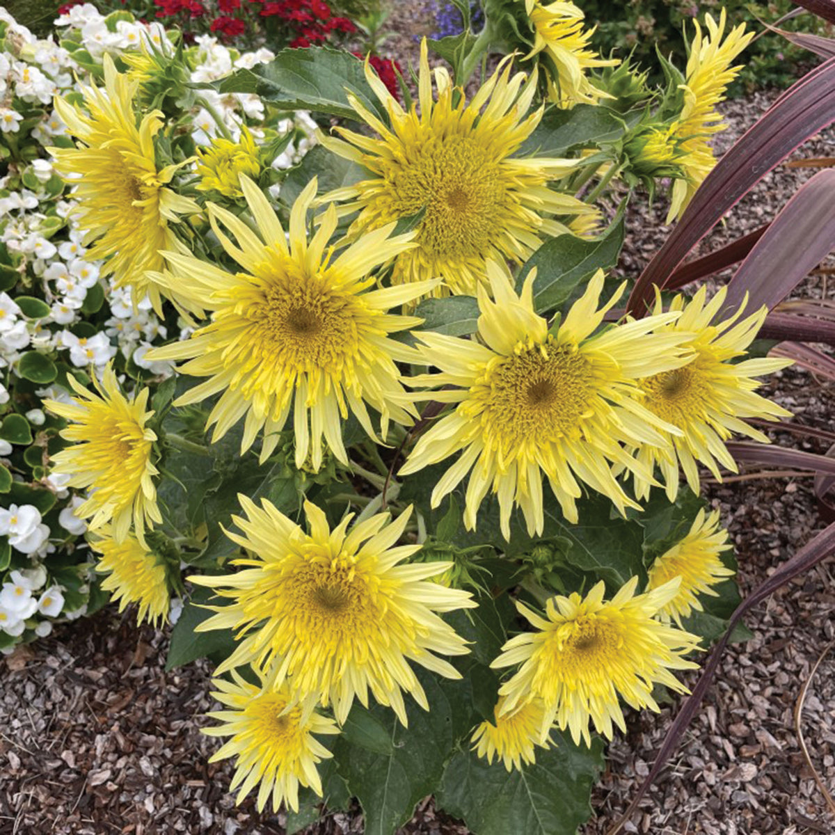 Sunflower, Lemon Cutie™ Hybrid