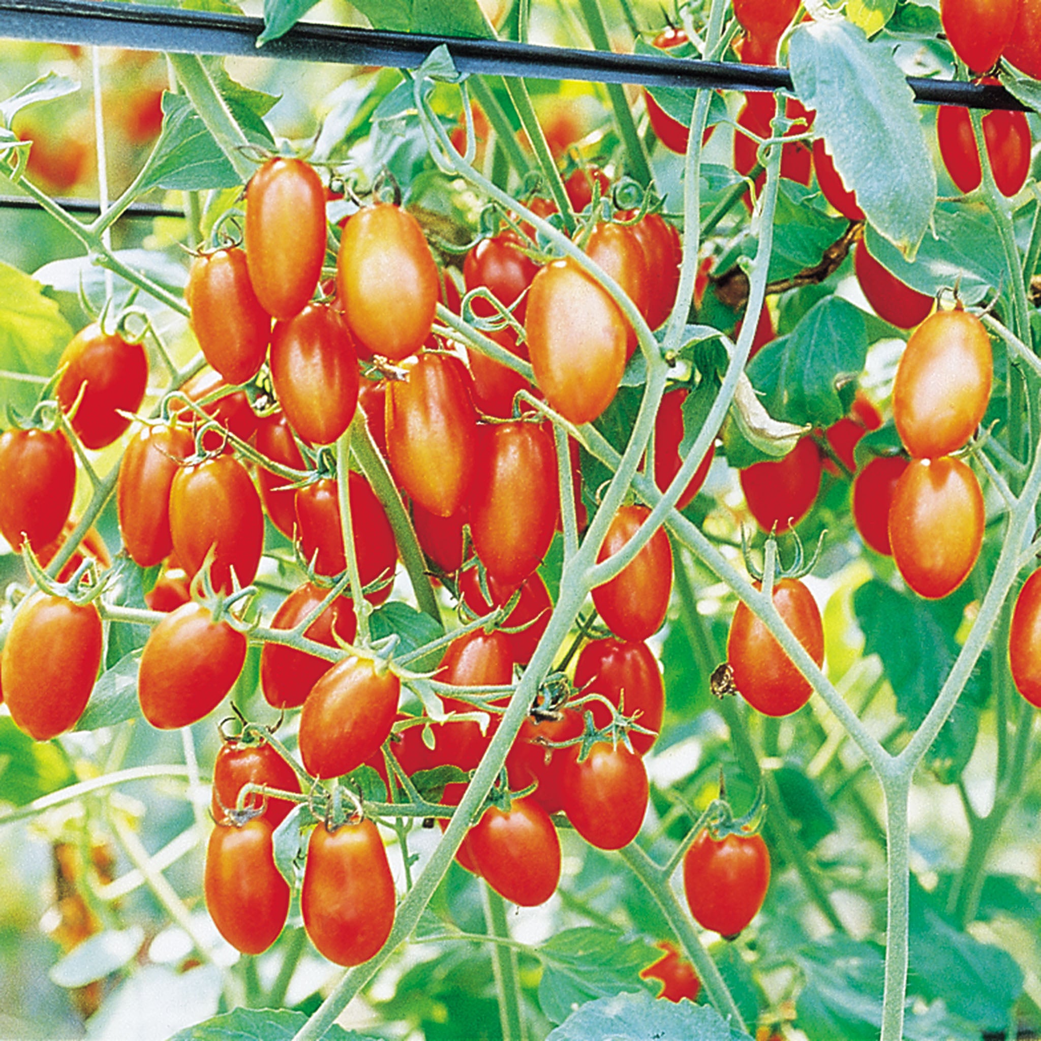 Tomato, Grapette Hybrid