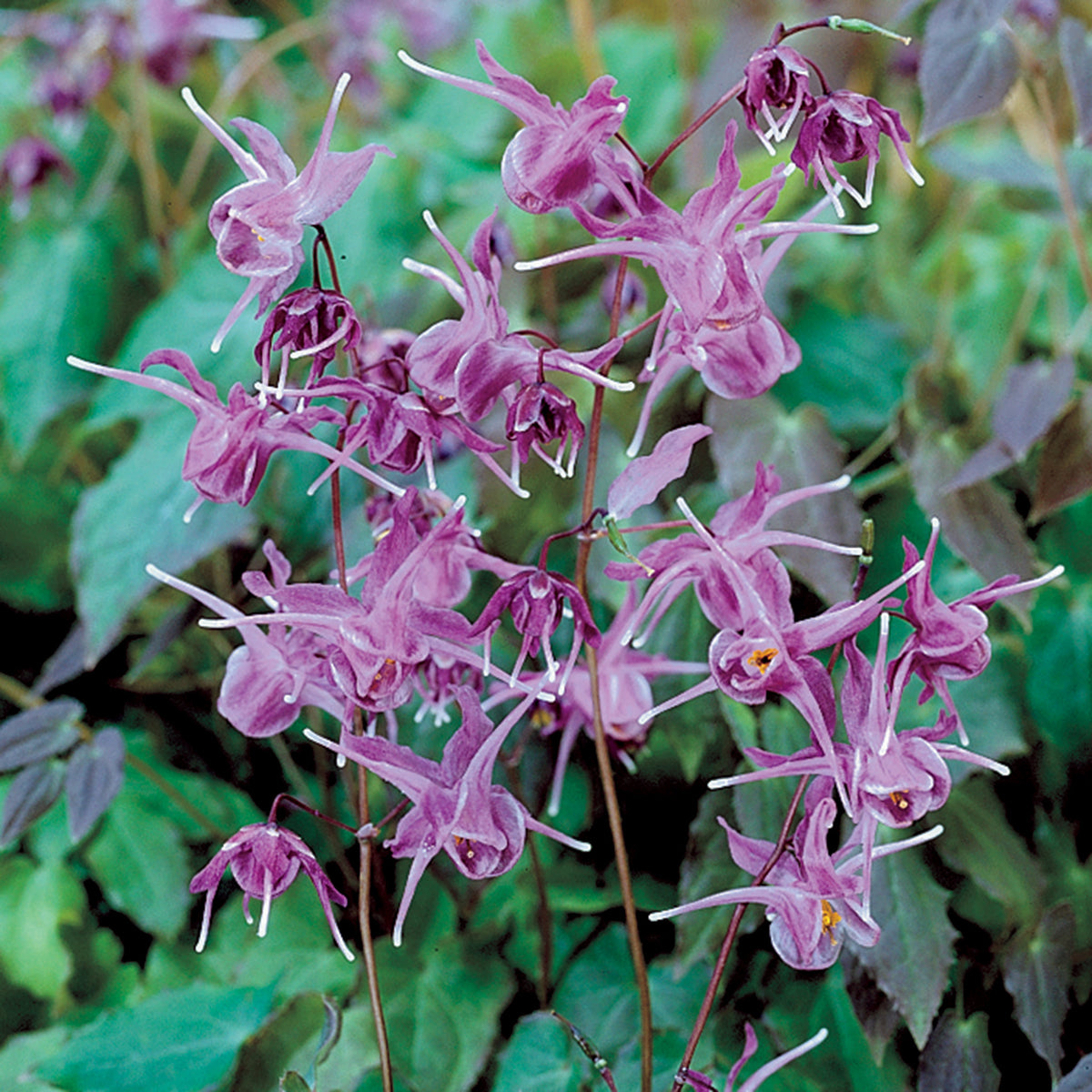 Epimedium, Lilafee