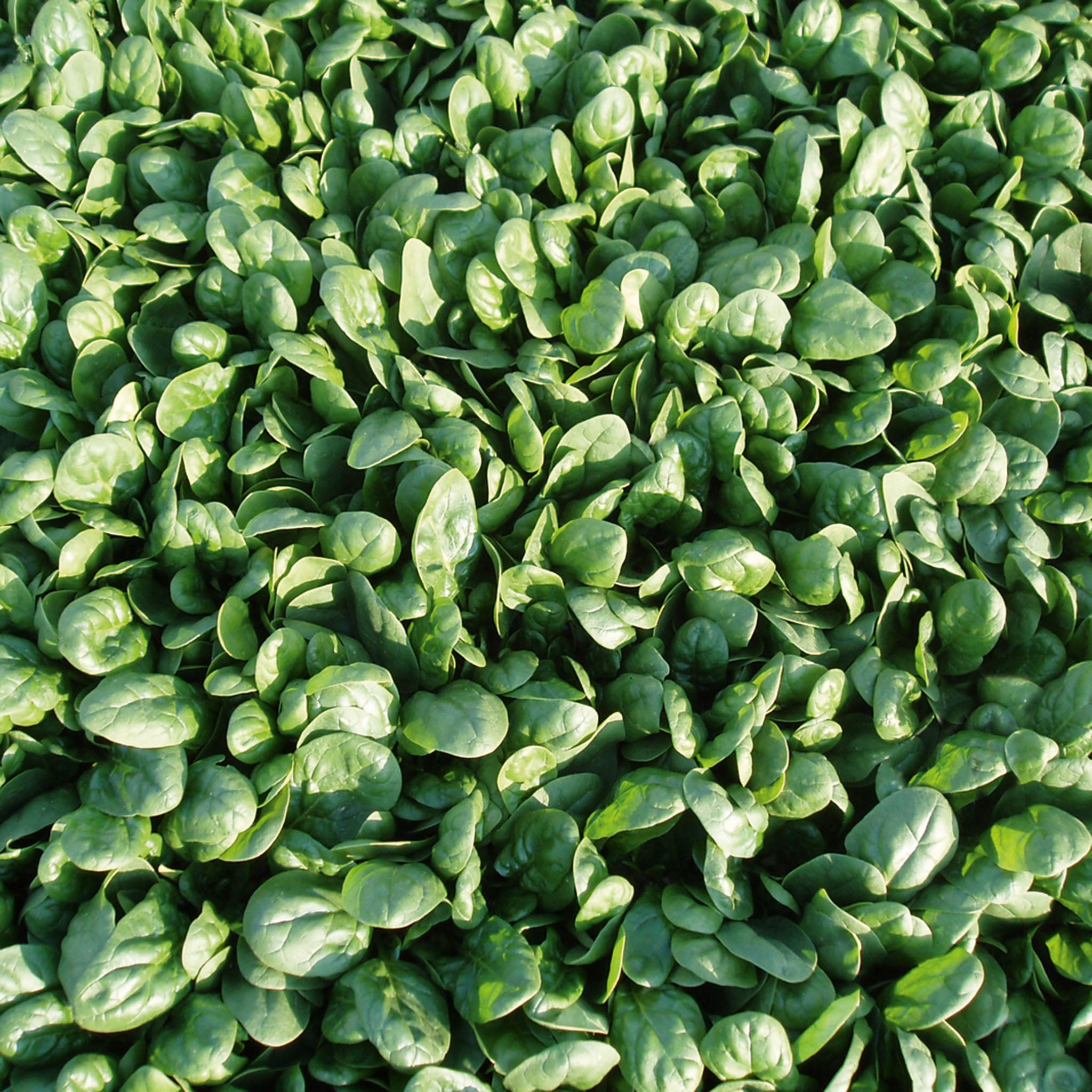 Spinach, Reflect Hybrid