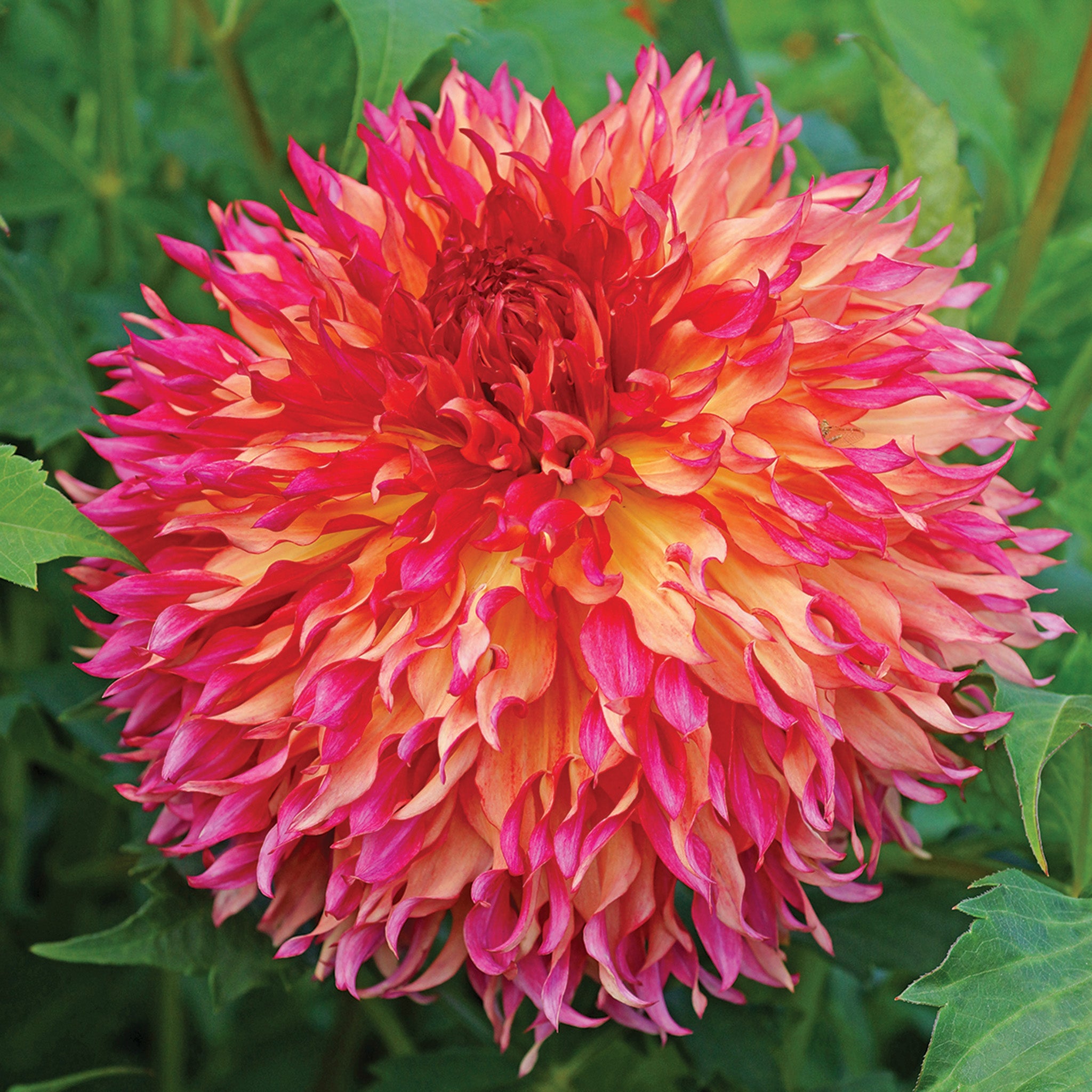 Dahlia, Myrtle's Folly