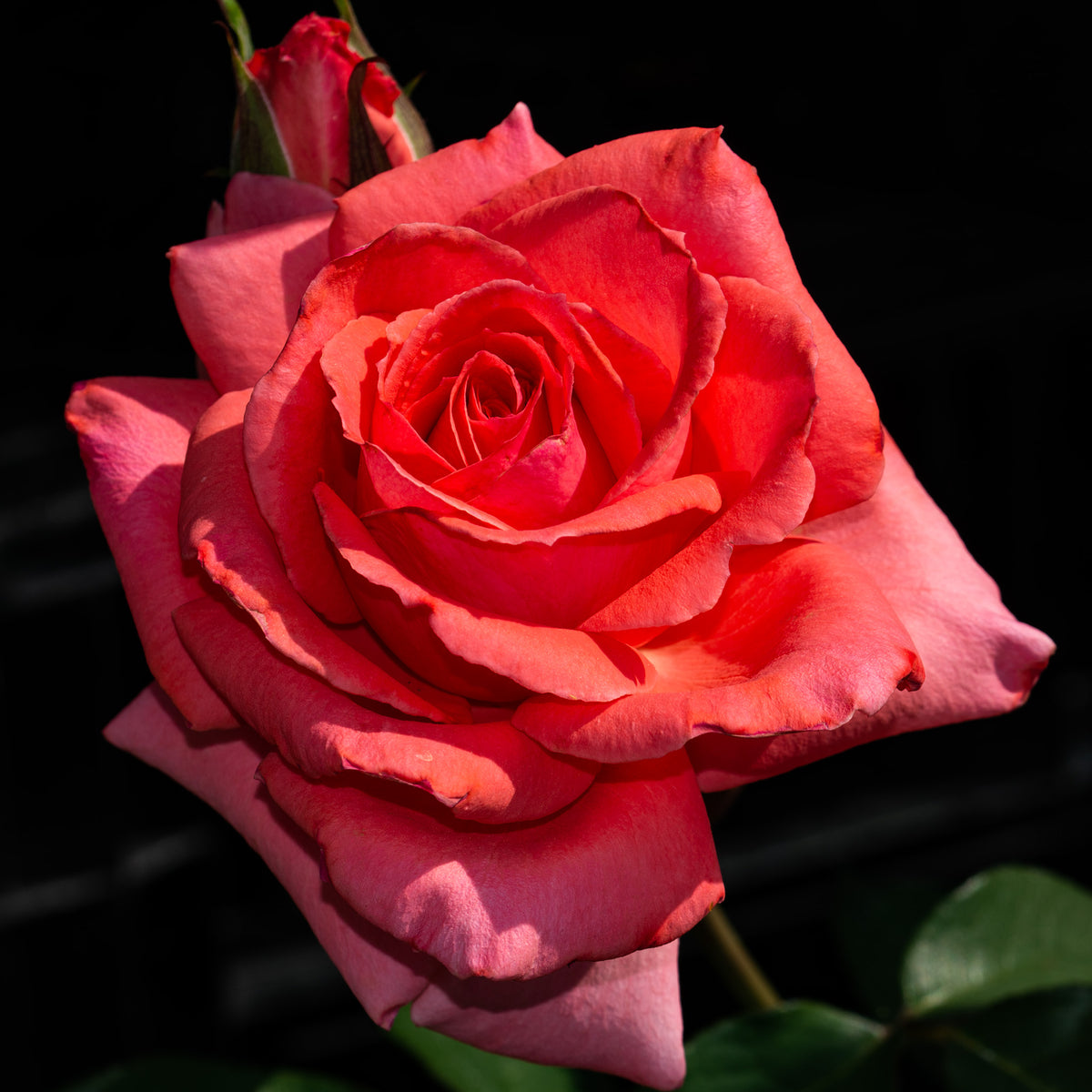 Rose, Climbing, America