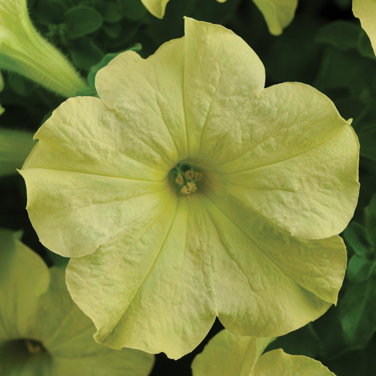 Petunia, Sophistica® Lime Green Hybrid
