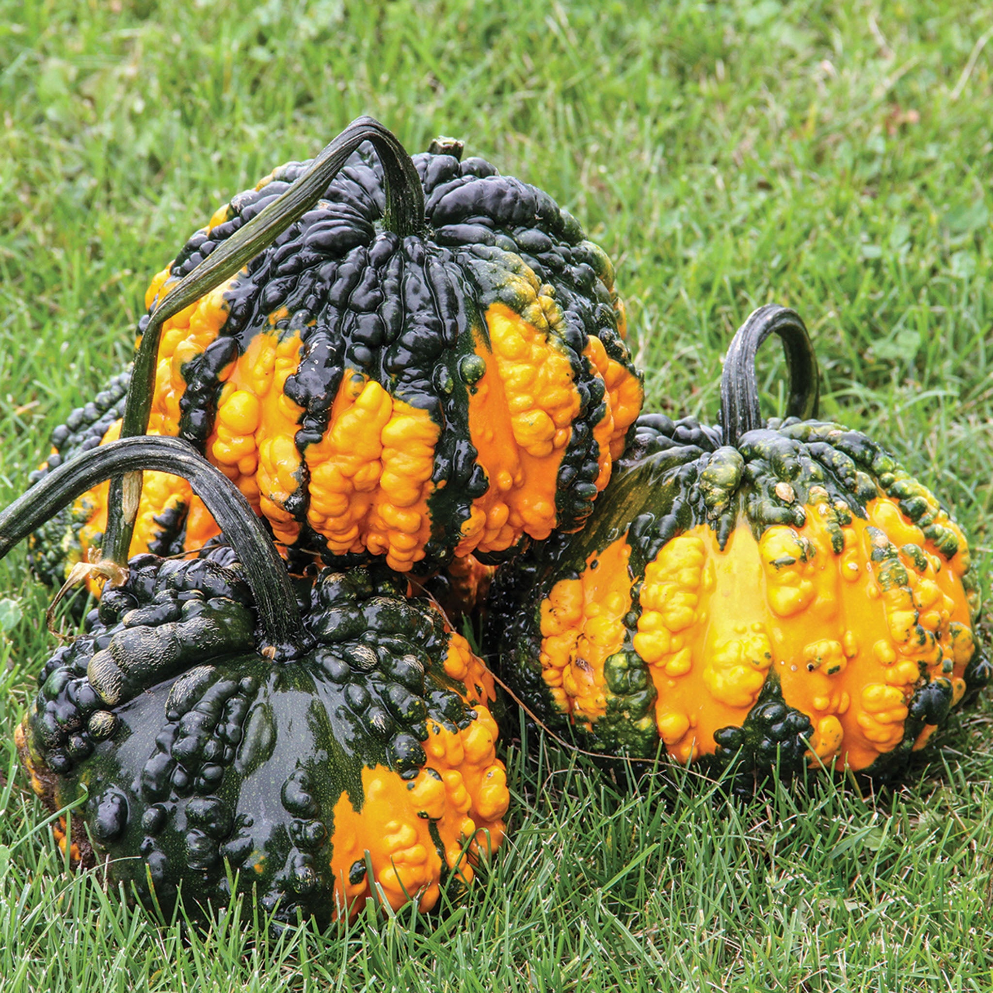 Gourd, Hoargarth
