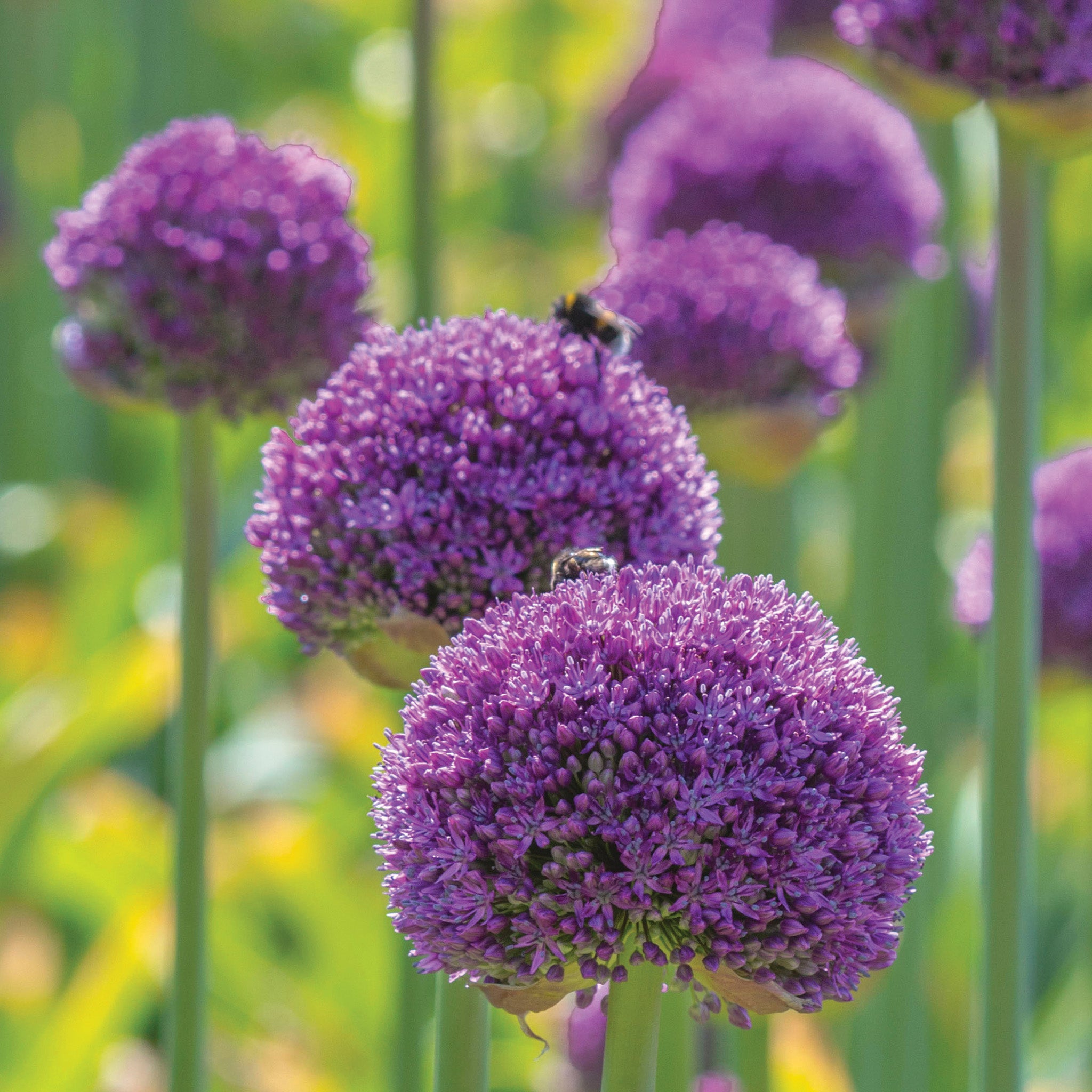 Allium, Ambassador