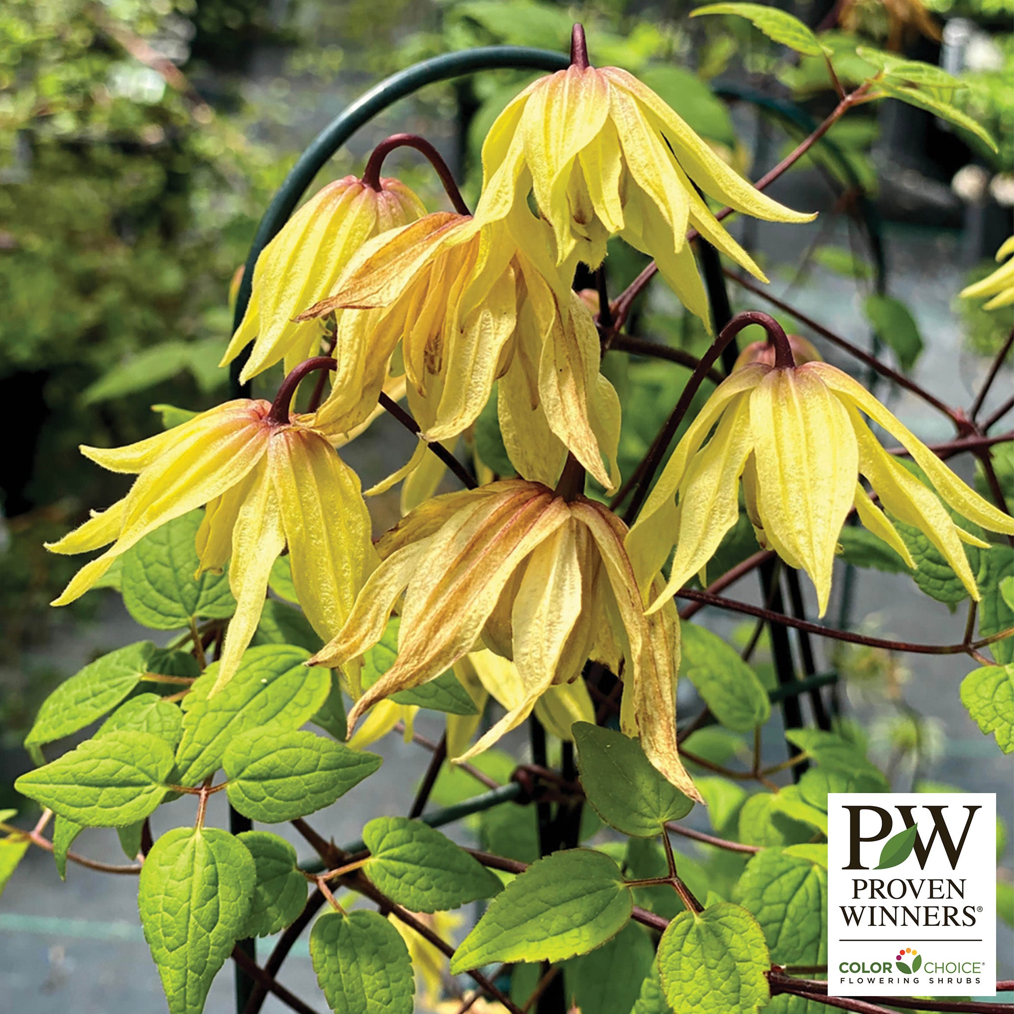 Clematis, Funyella™