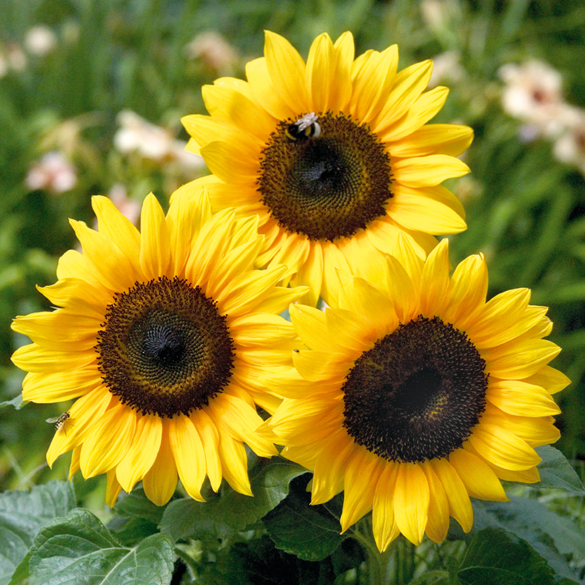Sunflower, Bert® Hybrid
