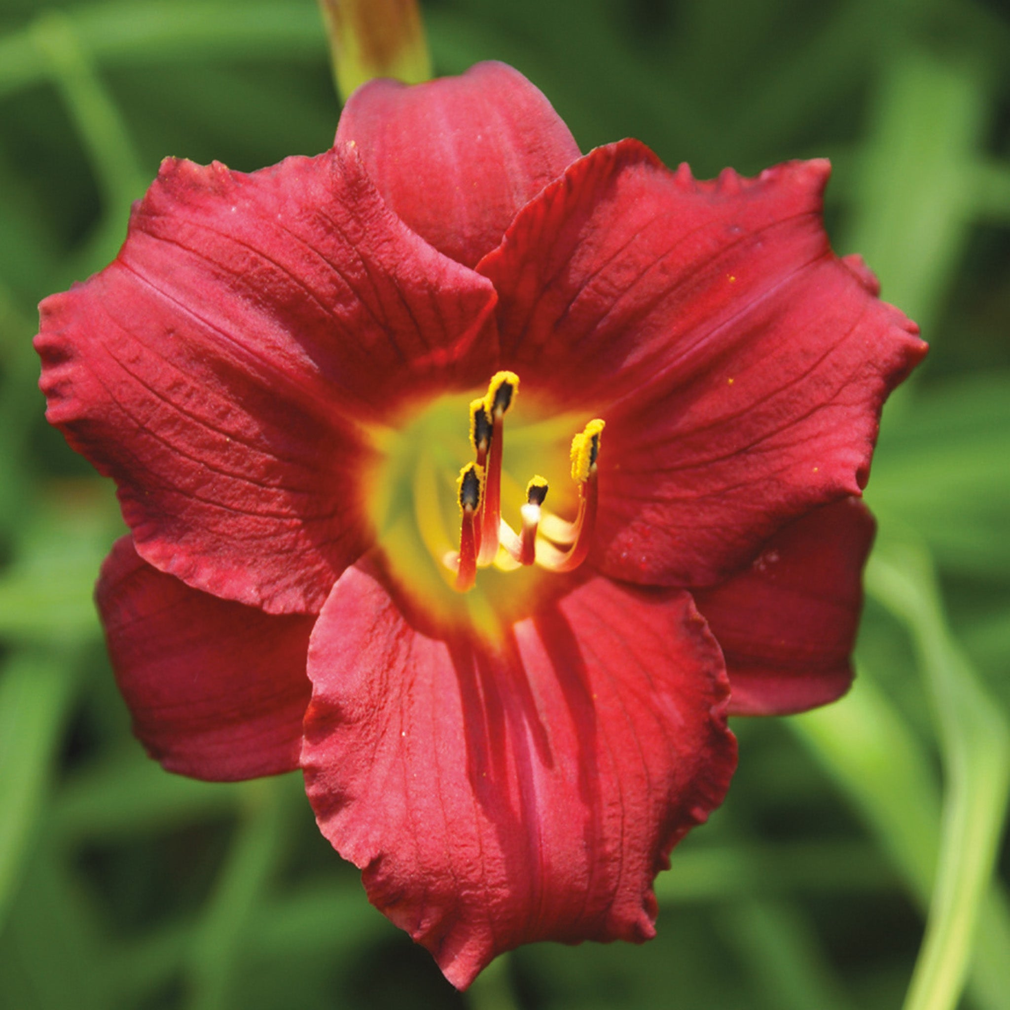 Daylily, Ruby Stella