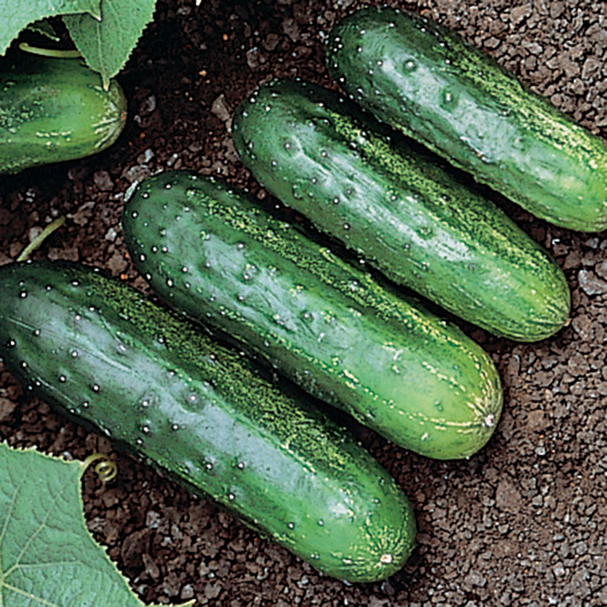 Cucumber, H-19 Little Leaf