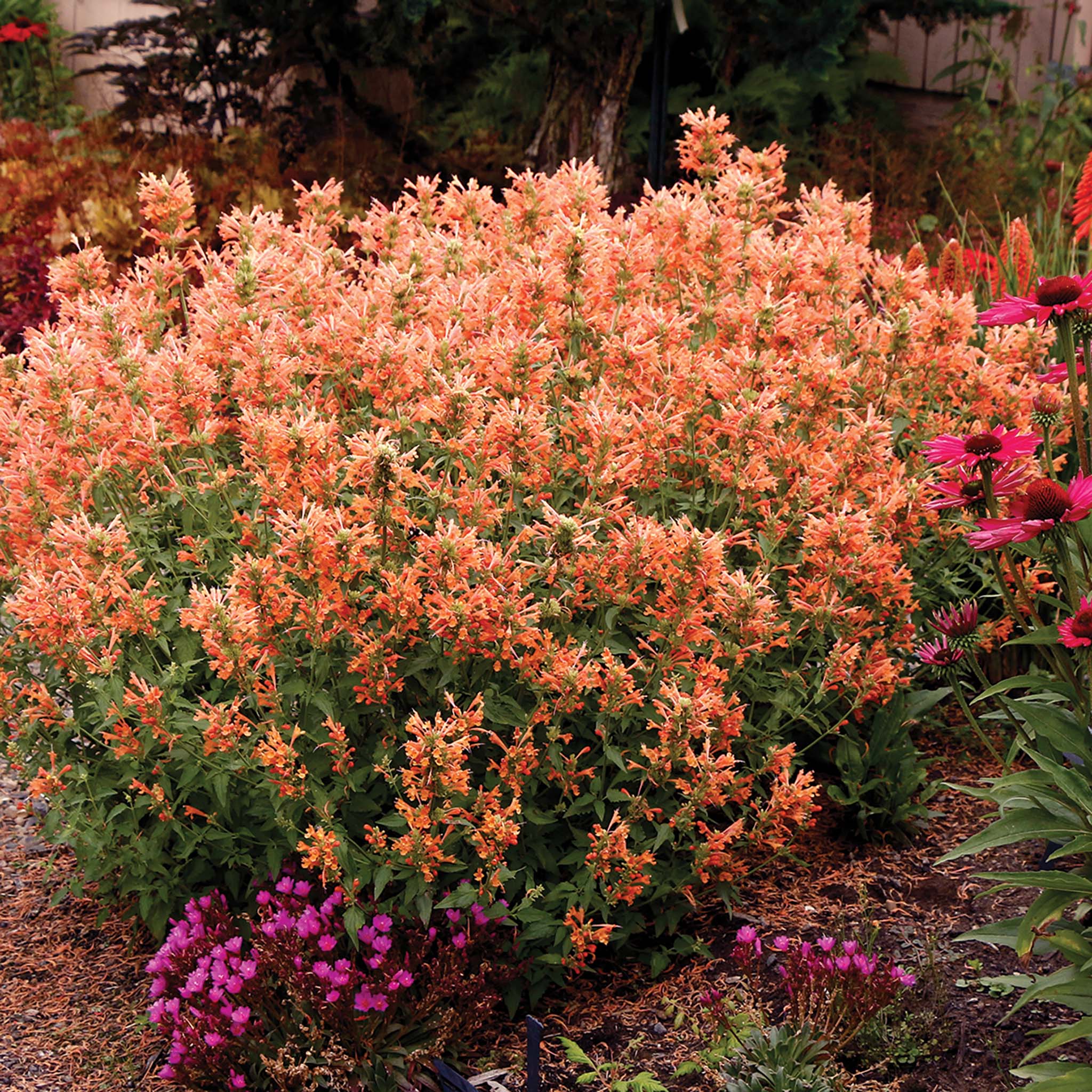 Agastache, Poquito™ Orange