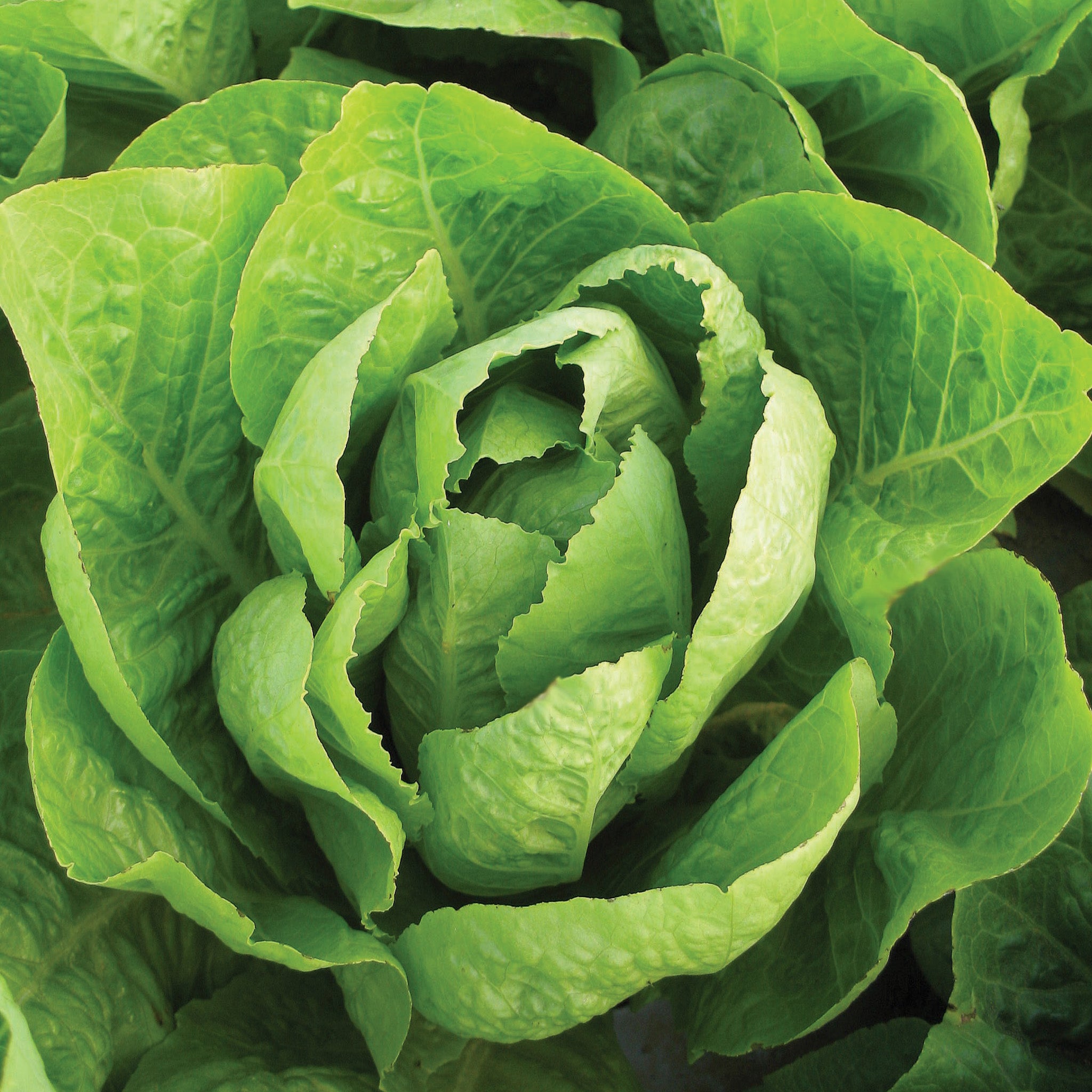 Lettuce, Romaine, Super Jericho