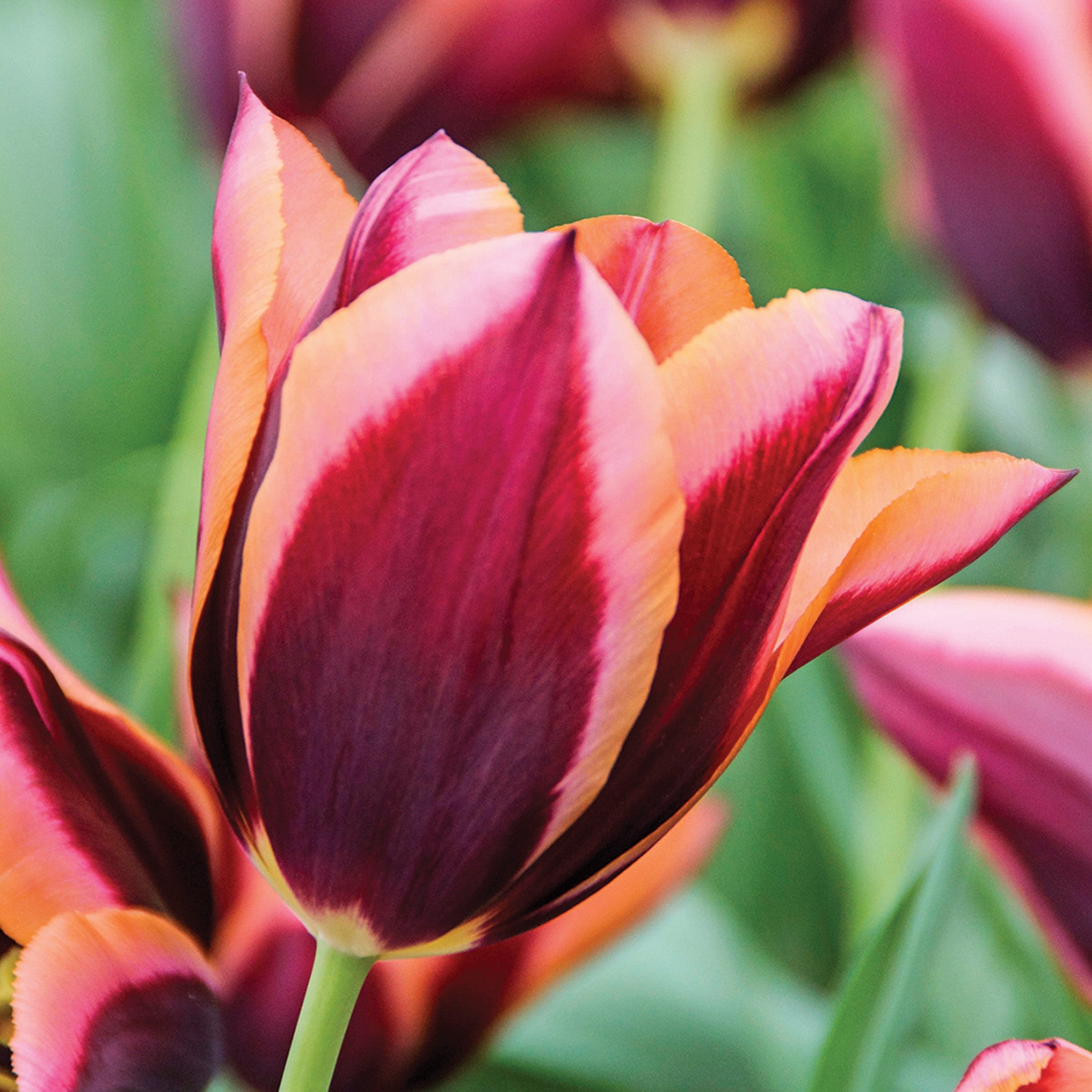 Tulip, Muvota, 10 Pack