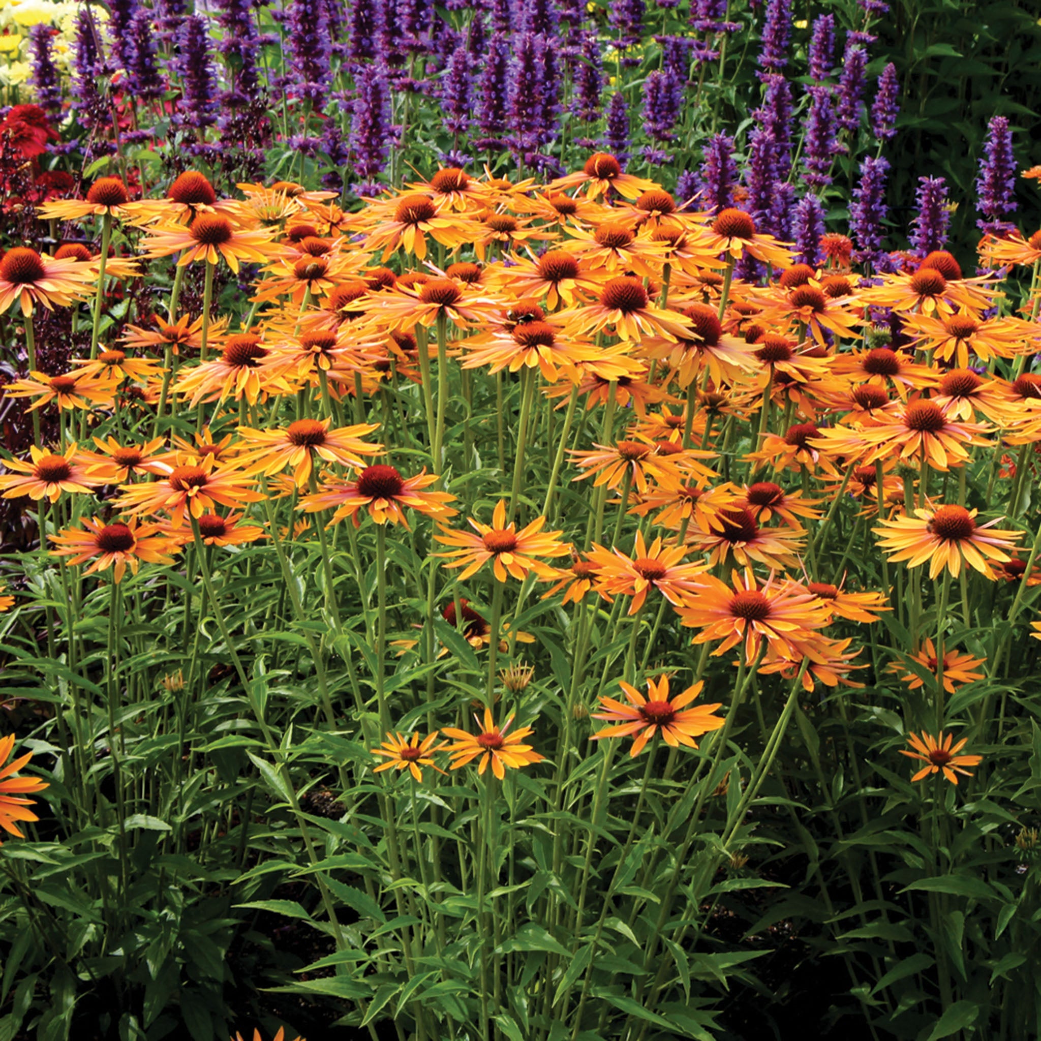 Echinacea, Prairie Pillars™ Big Kahuna