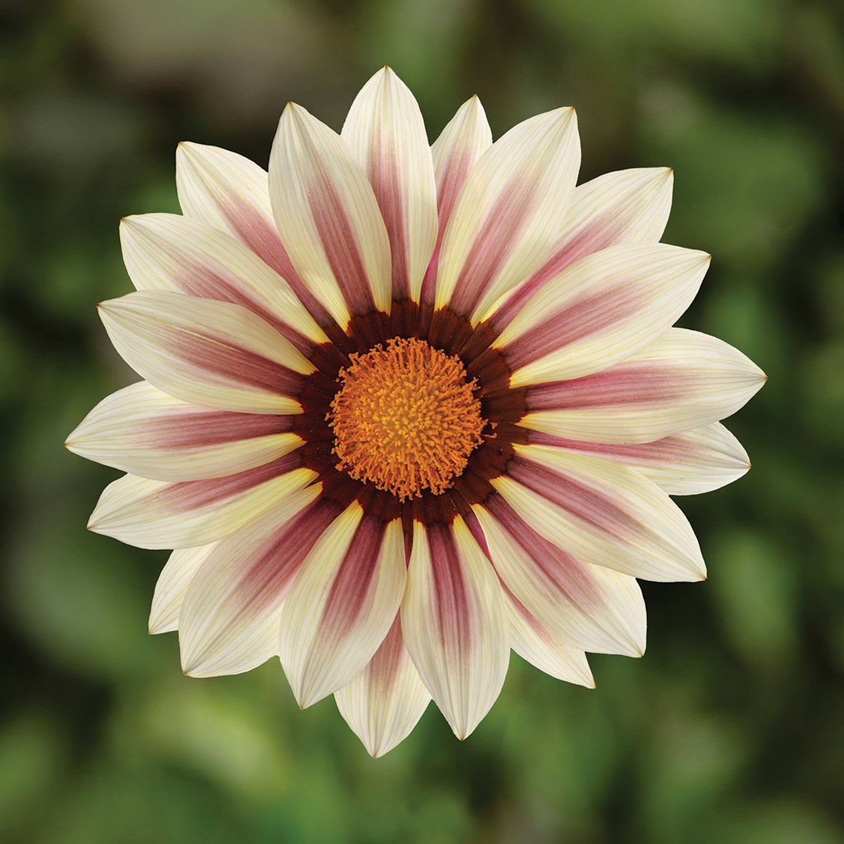 Gazania, Kiss™ White Flame Hybrid