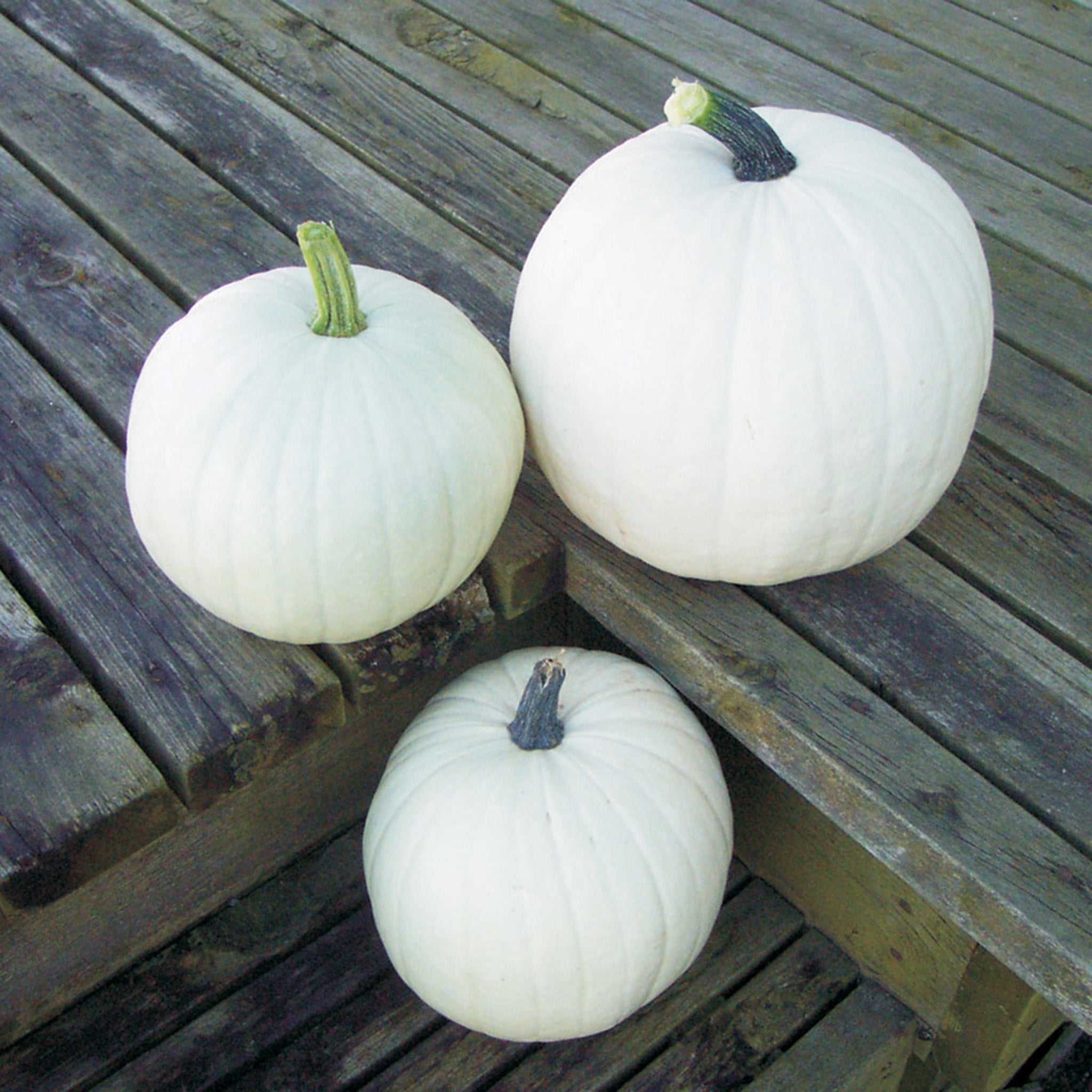 Pumpkin, Cotton Candy