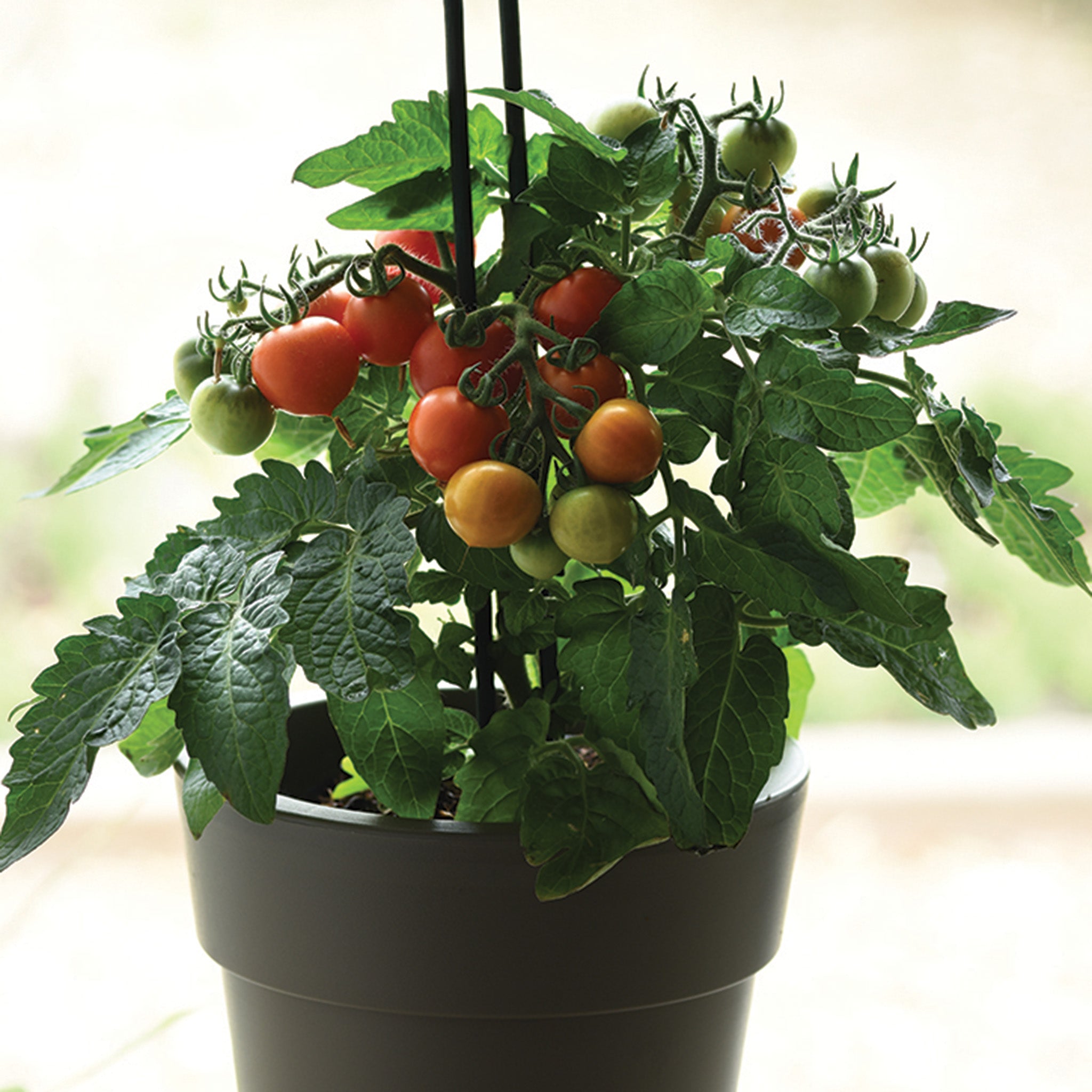 Tomato, Kitchen Minis™ Red Velvet Hybrid