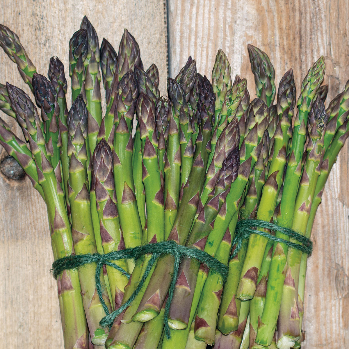 Asparagus, Jersey Supreme Hybrid, Pack of 10 Roots